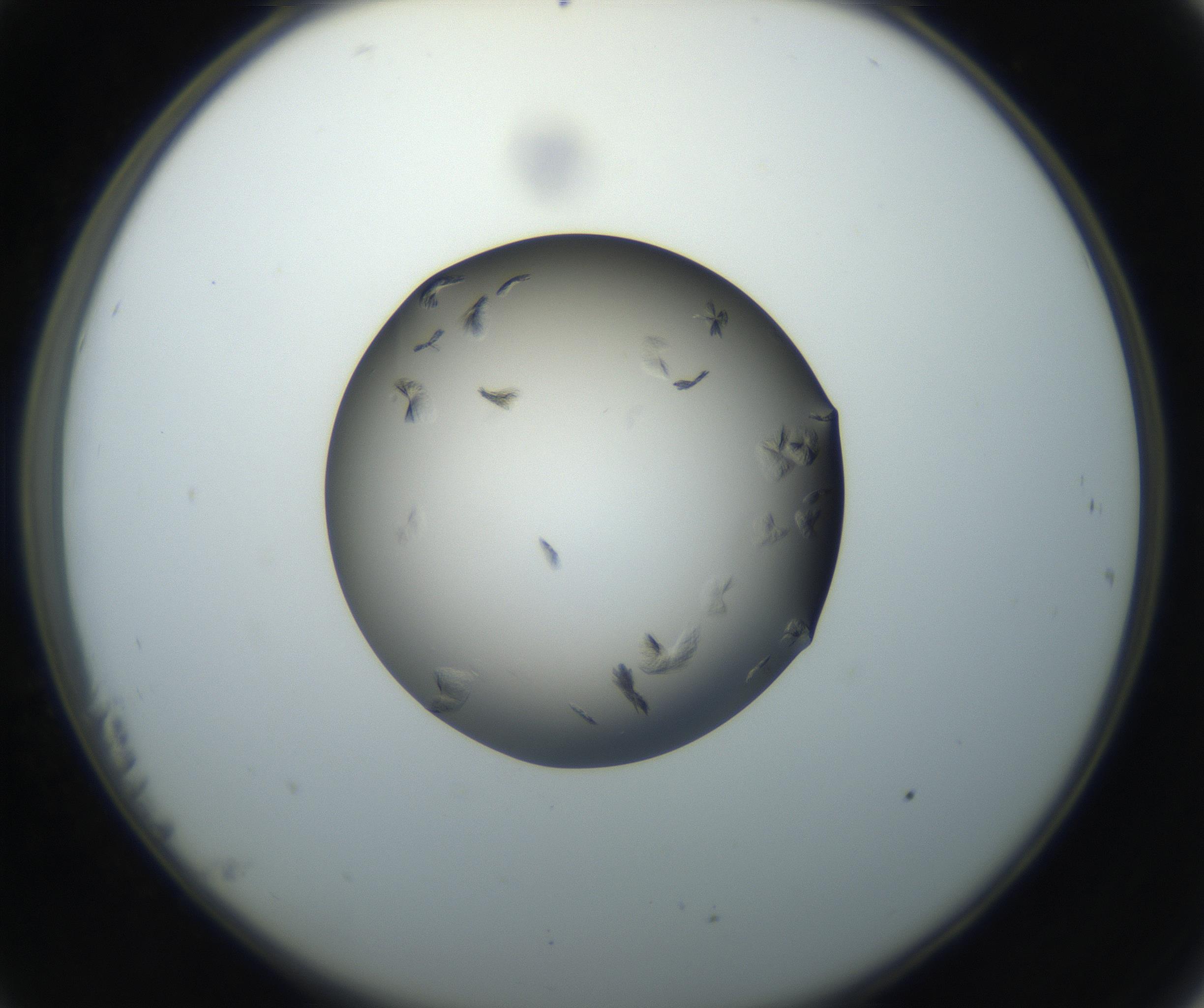 RI01_03_000_0212_Proj1_Clon1_MC_0000MC102716_004_160921_11_02_02_00_99_002_001_RAI.jpg