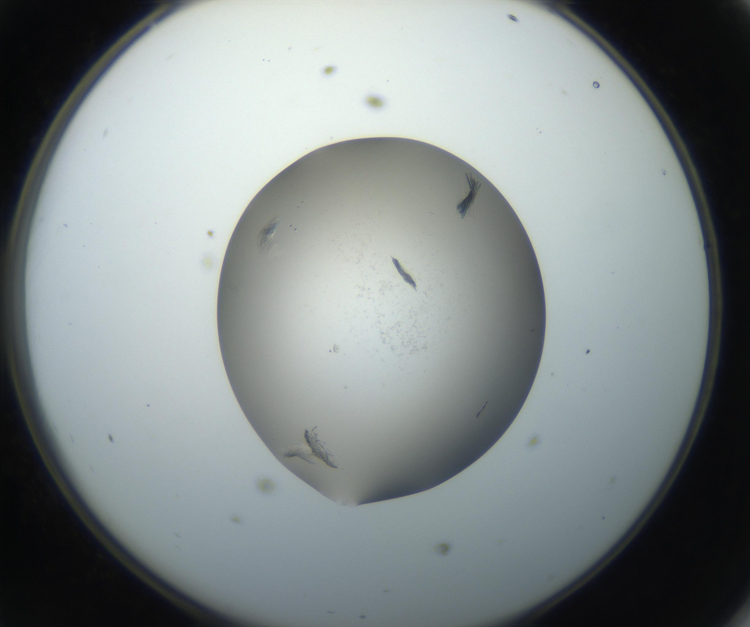 RI01_03_000_0212_Proj1_Clon1_MC_0000MC102716_004_160921_11_04_02_00_99_002_001_RAI.jpg