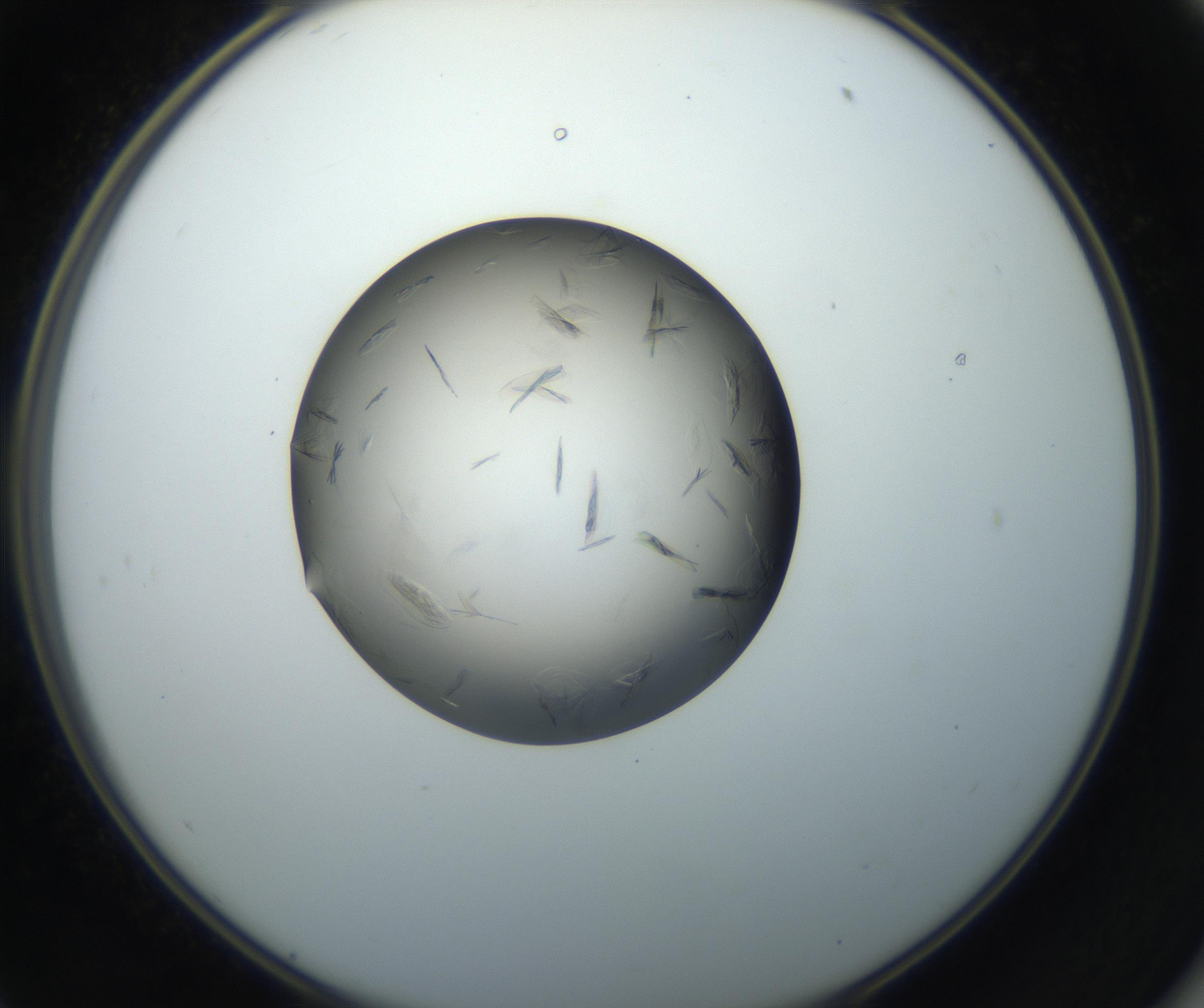 RI01_03_000_0212_Proj1_Clon1_MC_0000MC102716_004_160921_11_05_02_00_99_002_001_RAI.jpg