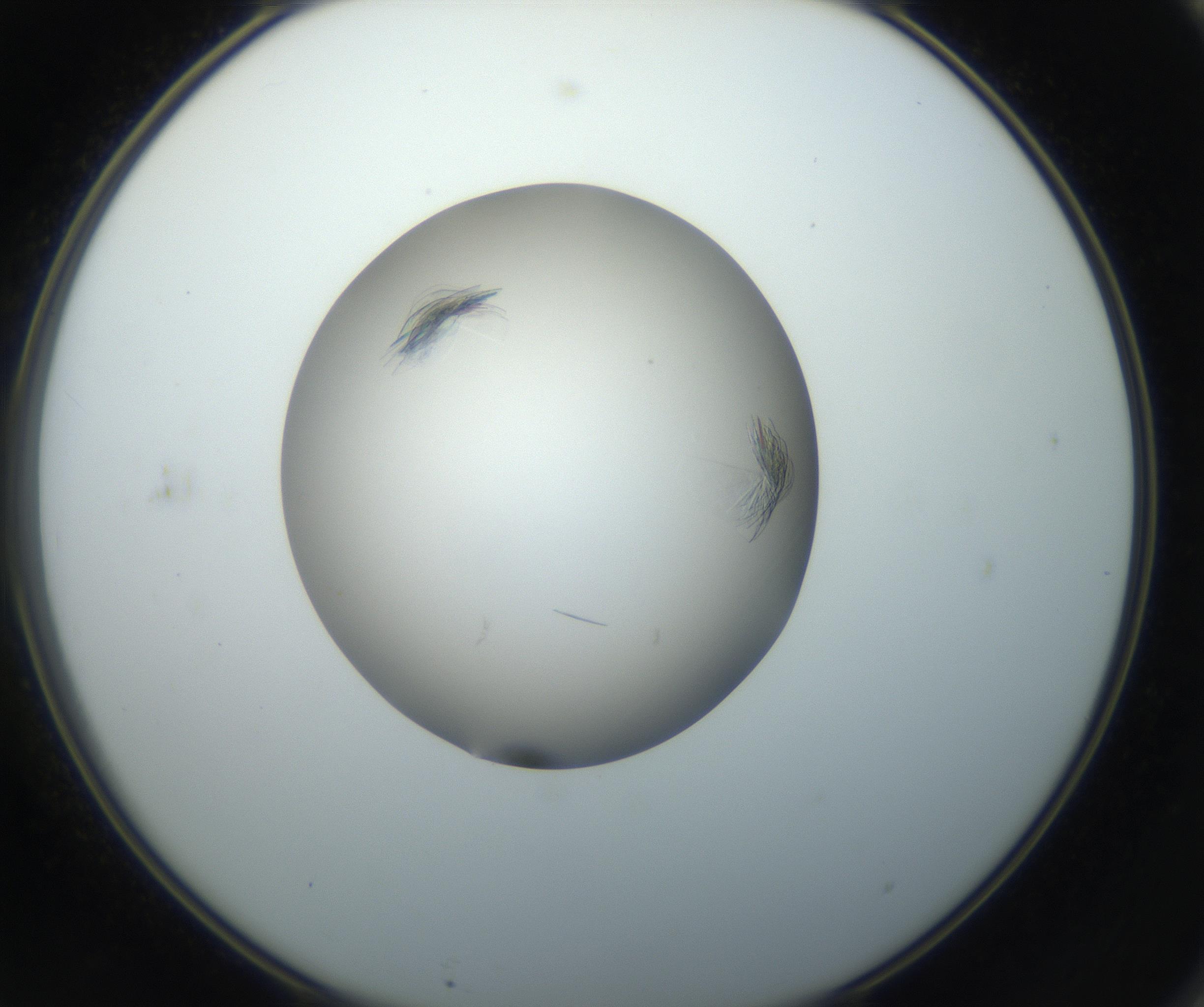 RI01_03_000_0212_Proj1_Clon1_MC_0000MC102716_004_160921_11_06_02_00_99_002_001_RAI.jpg