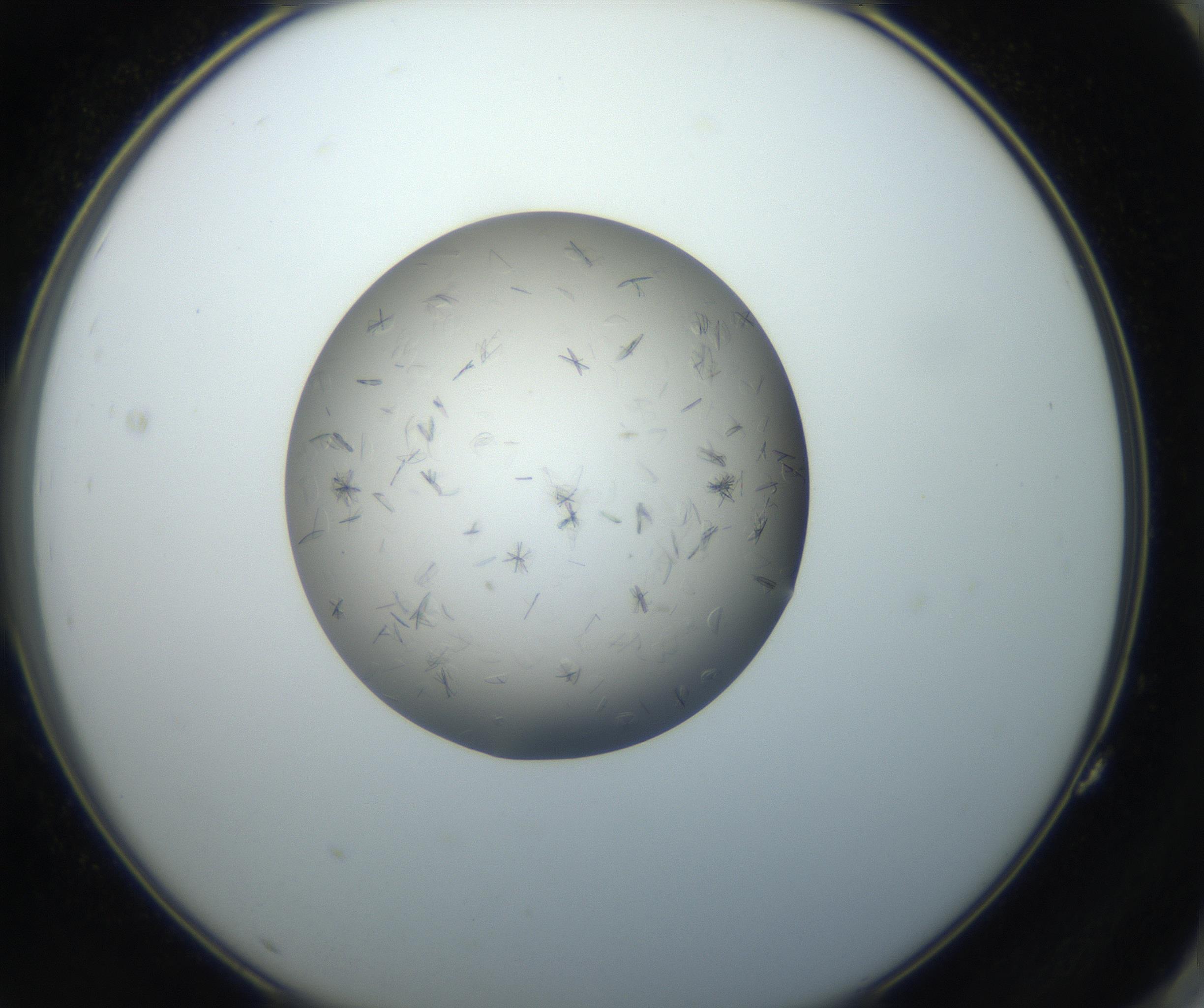 RI01_03_000_0212_Proj1_Clon1_MC_0000MC102716_004_160921_11_07_02_00_99_002_001_RAI.jpg