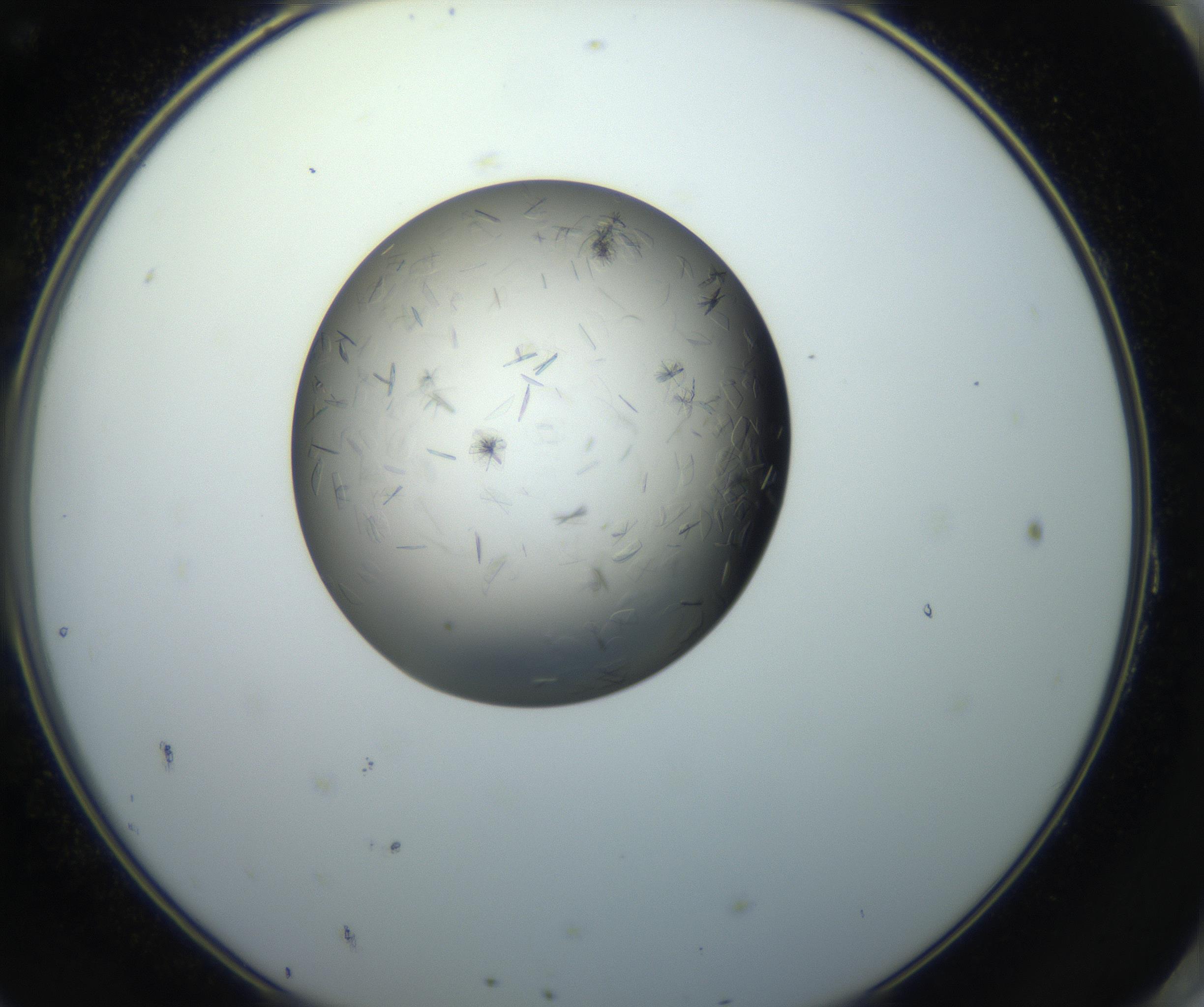 RI01_03_000_0212_Proj1_Clon1_MC_0000MC102716_004_160921_11_08_02_00_99_002_001_RAI.jpg