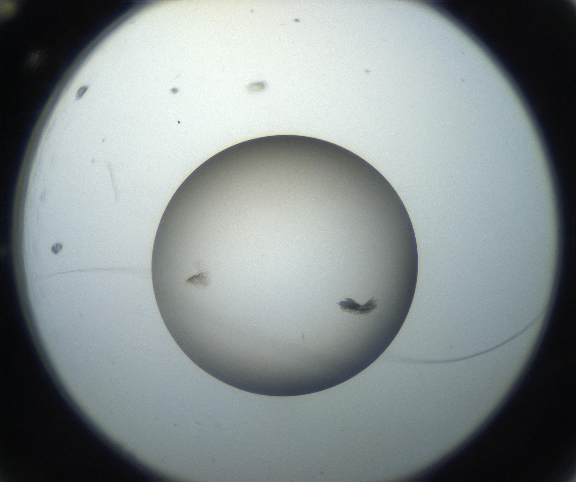 RI01_03_000_0212_Proj1_Clon1_MC_0000MC102716_004_160921_12_01_02_00_99_002_001_RAI.jpg