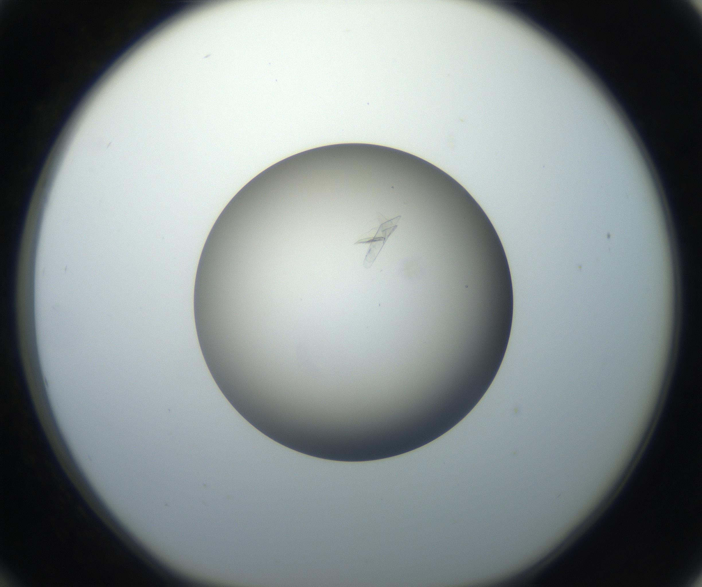 RI01_03_000_0212_Proj1_Clon1_MC_0000MC102716_004_160921_12_03_01_00_99_002_001_RAI.jpg