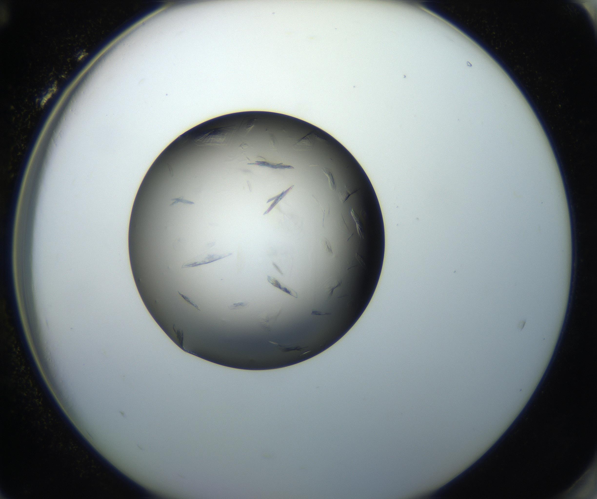 RI01_03_000_0212_Proj1_Clon1_MC_0000MC102716_004_160921_12_08_02_00_99_002_001_RAI.jpg