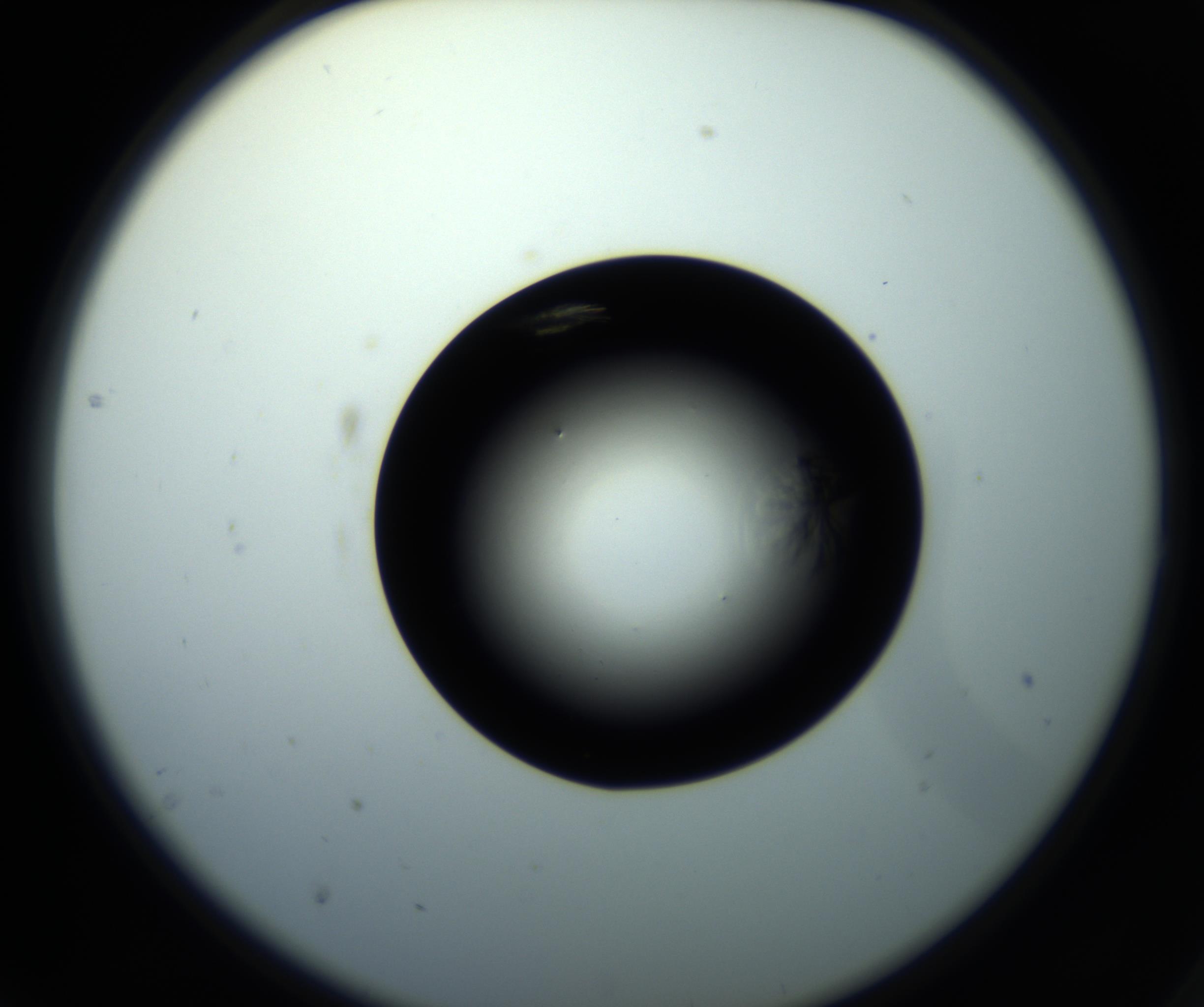 RI01_03_000_0212_Proj1_Clon1_MC_0000MC102716_008_161011_02_02_02_00_98_002_001_RAI.jpg