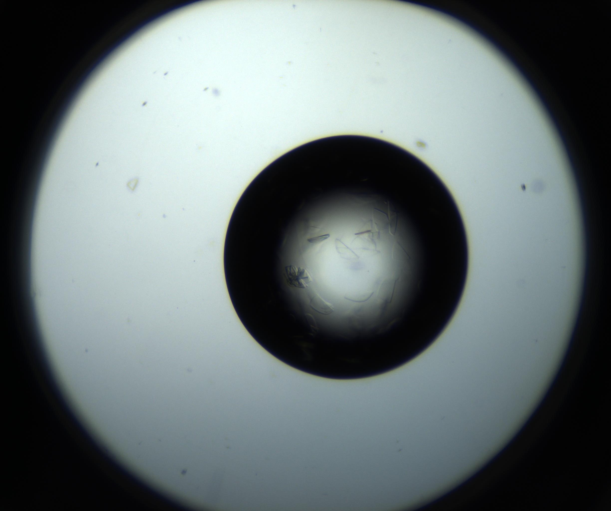 RI01_03_000_0212_Proj1_Clon1_MC_0000MC102716_008_161011_03_01_02_00_98_002_001_RAI.jpg