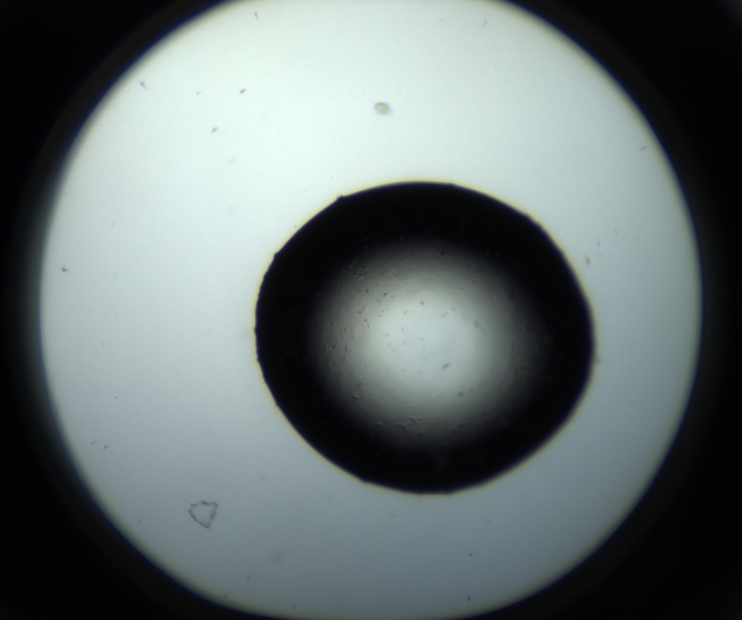 RI01_03_000_0212_Proj1_Clon1_MC_0000MC102716_008_161011_04_02_01_00_98_002_001_RAI.jpg