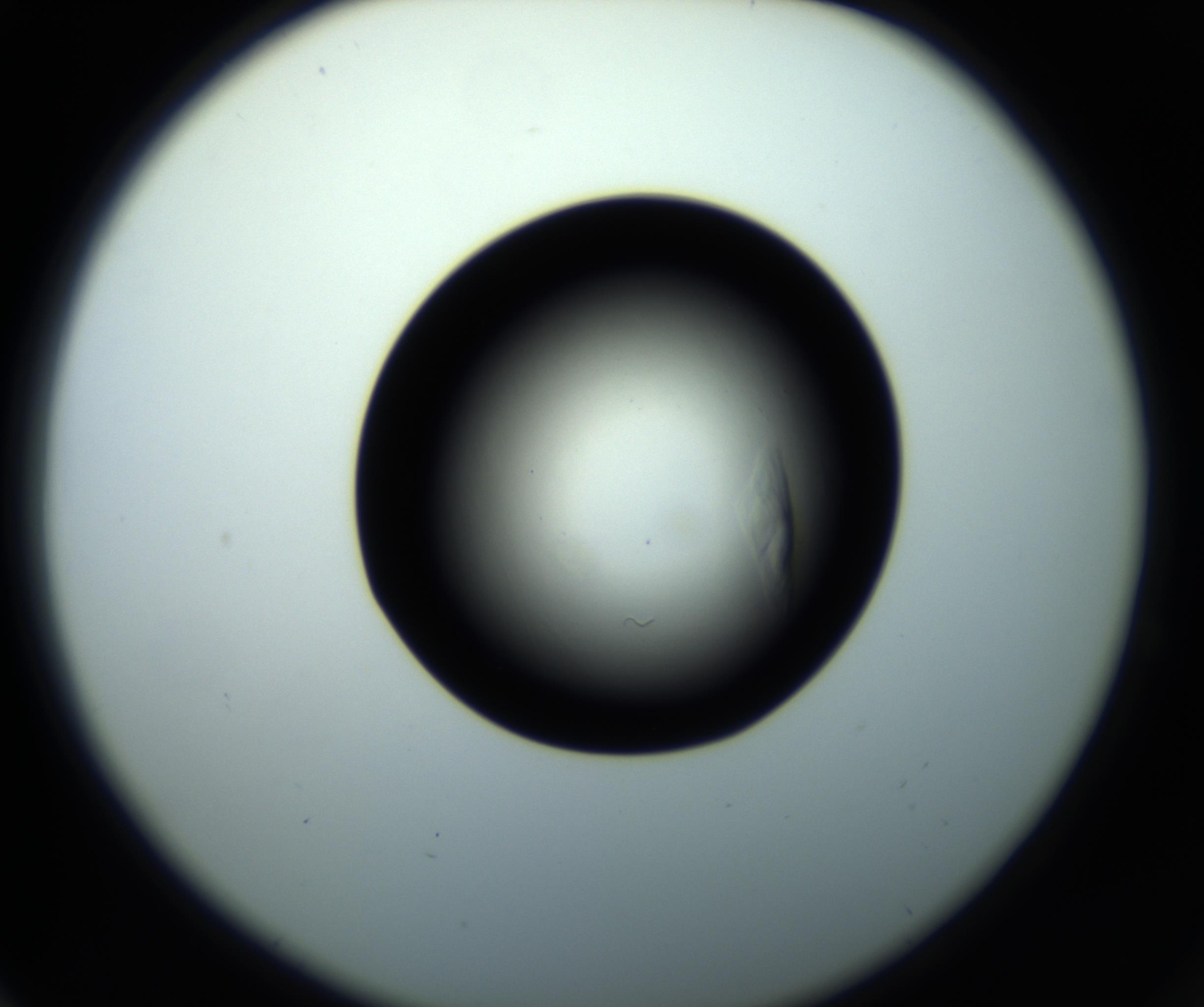RI01_03_000_0212_Proj1_Clon1_MC_0000MC102716_008_161011_04_06_02_00_98_002_001_RAI.jpg