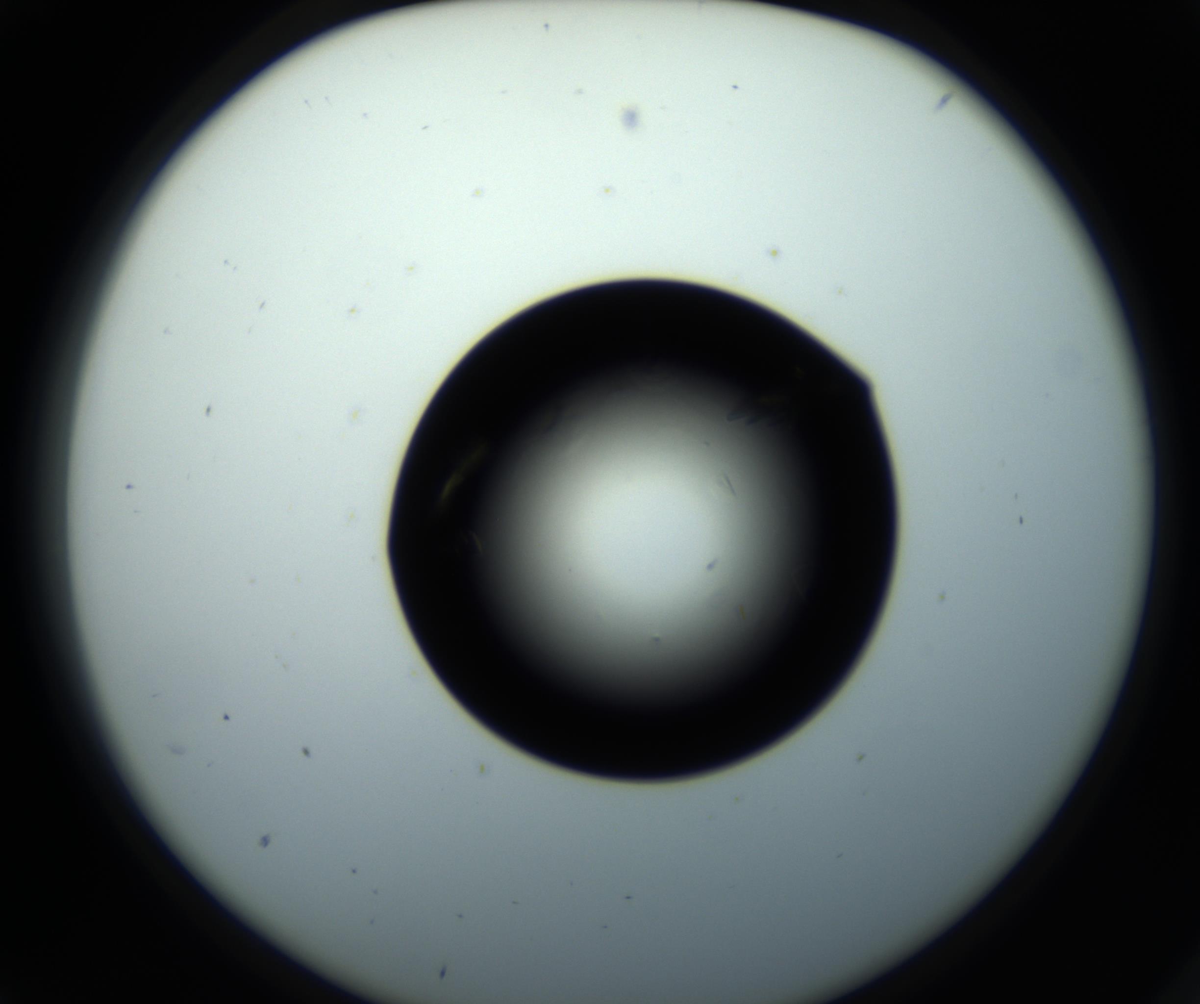 RI01_03_000_0212_Proj1_Clon1_MC_0000MC102716_008_161011_05_01_02_00_98_002_001_RAI.jpg