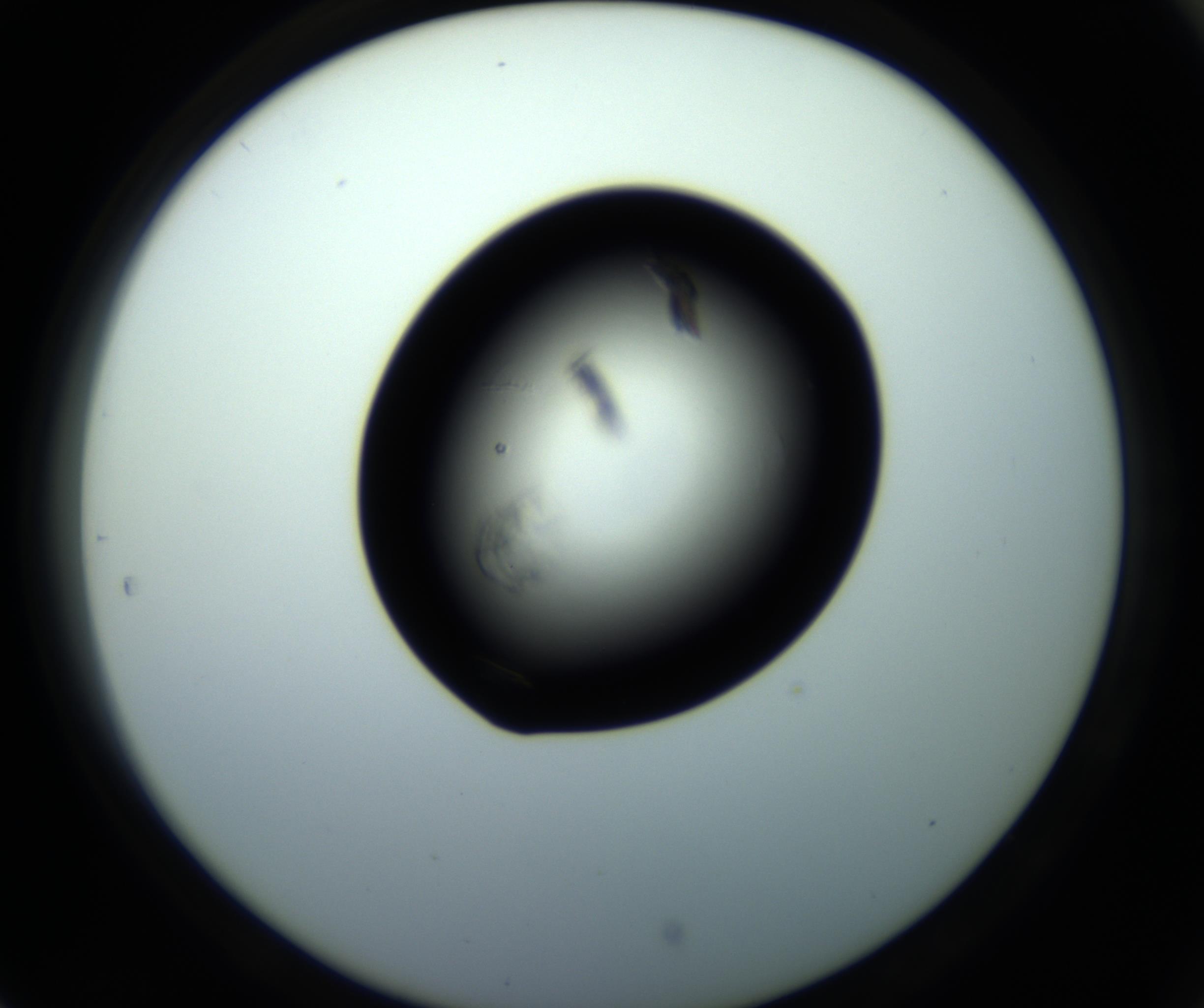 RI01_03_000_0212_Proj1_Clon1_MC_0000MC102716_008_161011_05_08_02_00_98_002_001_RAI.jpg