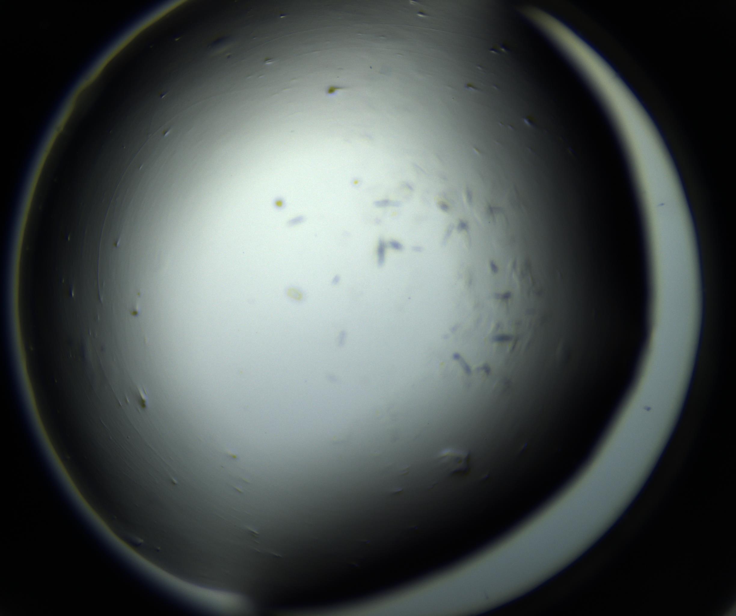 RI01_03_000_0212_Proj1_Clon1_MC_0000MC102716_008_161011_06_04_02_00_98_002_001_RAI.jpg