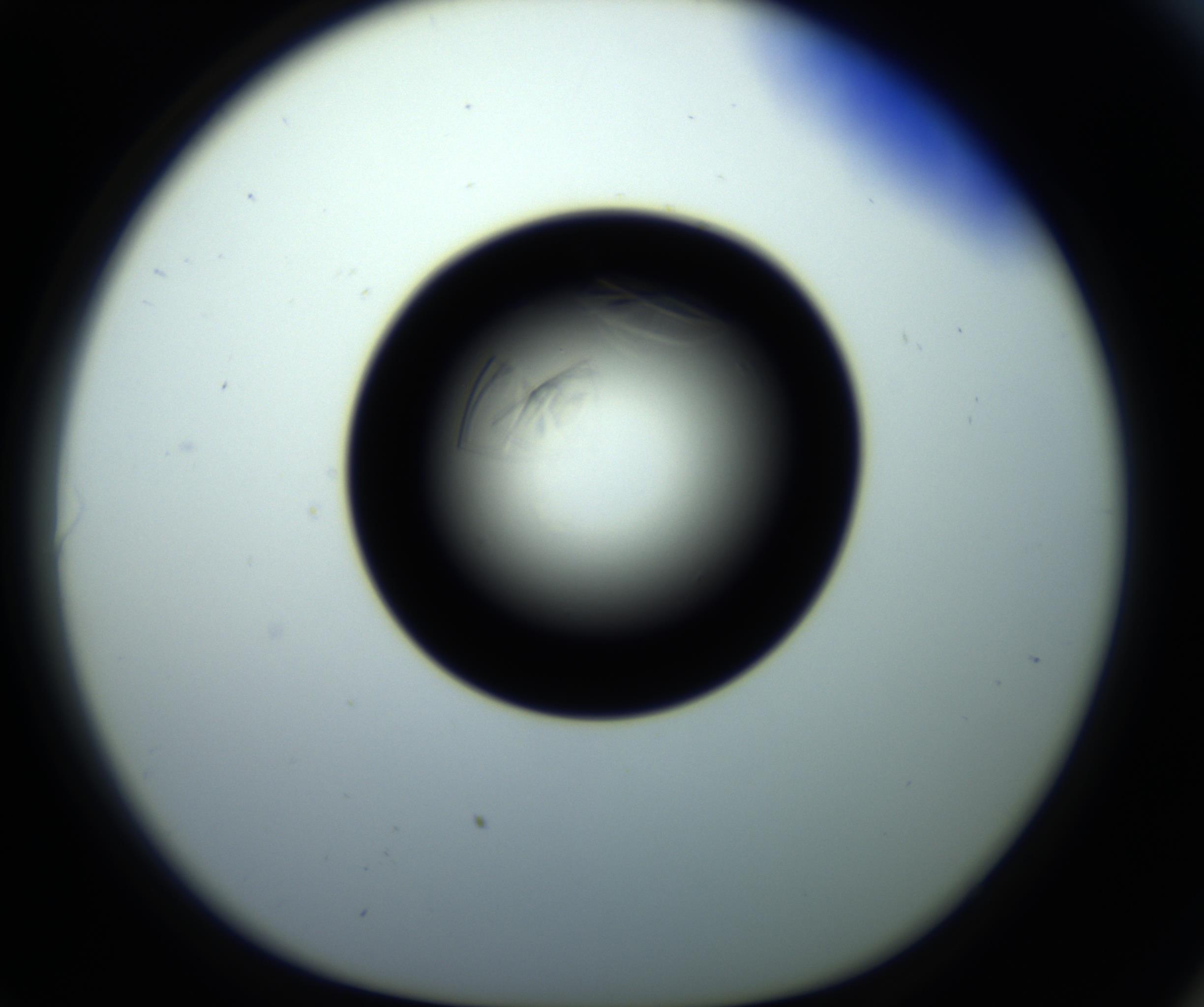 RI01_03_000_0212_Proj1_Clon1_MC_0000MC102716_008_161011_06_08_01_00_98_002_001_RAI.jpg