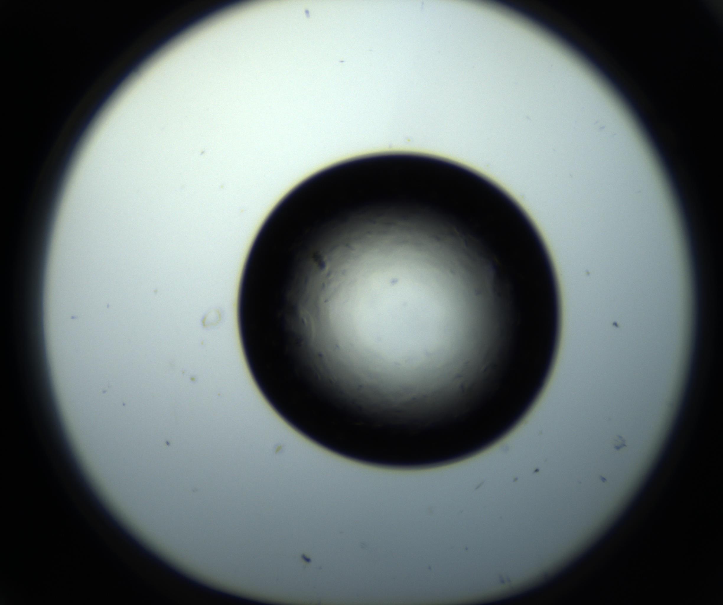 RI01_03_000_0212_Proj1_Clon1_MC_0000MC102716_008_161011_07_01_01_00_98_002_001_RAI.jpg