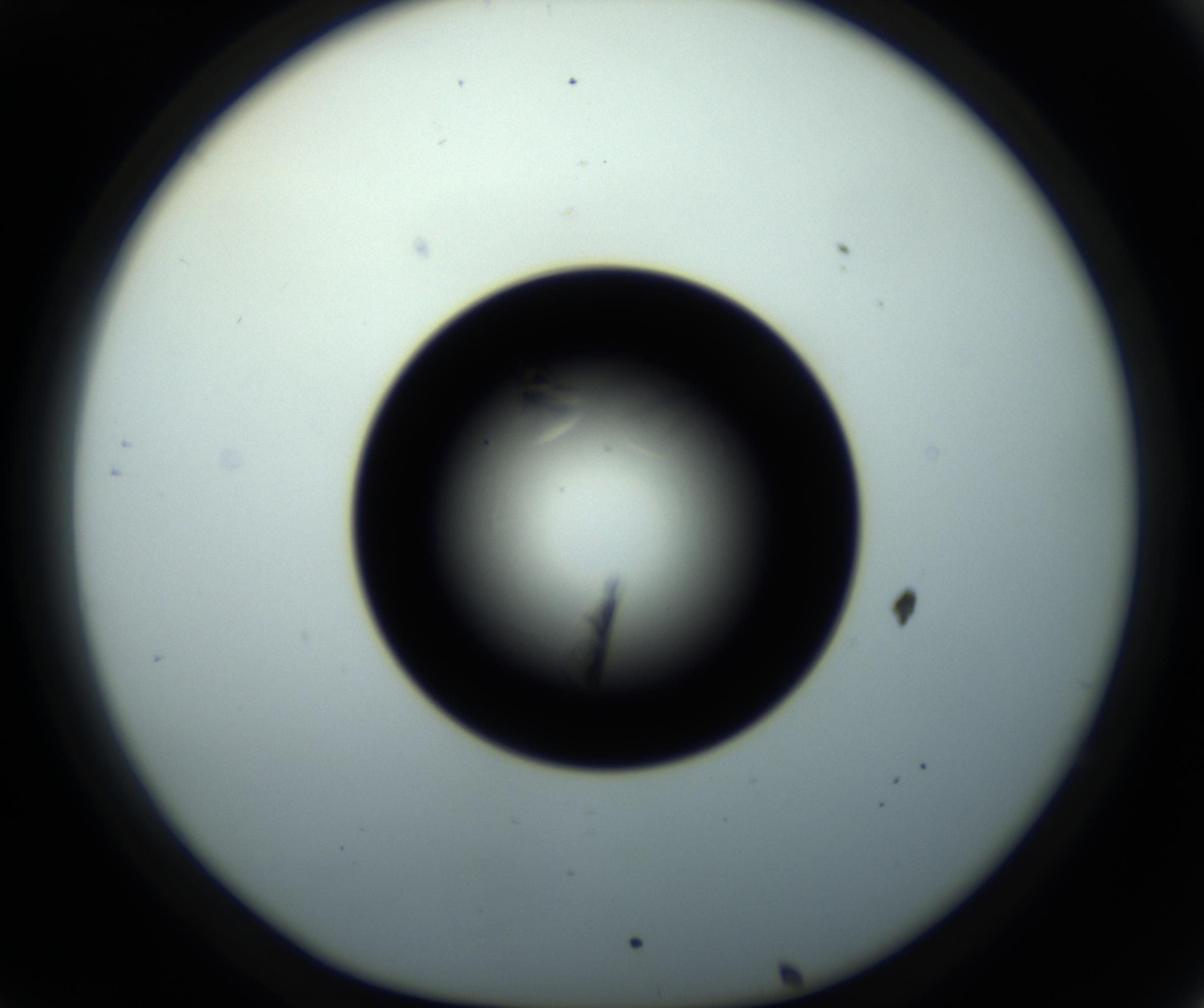 RI01_03_000_0212_Proj1_Clon1_MC_0000MC102716_008_161011_08_03_01_00_98_002_001_RAI.jpg
