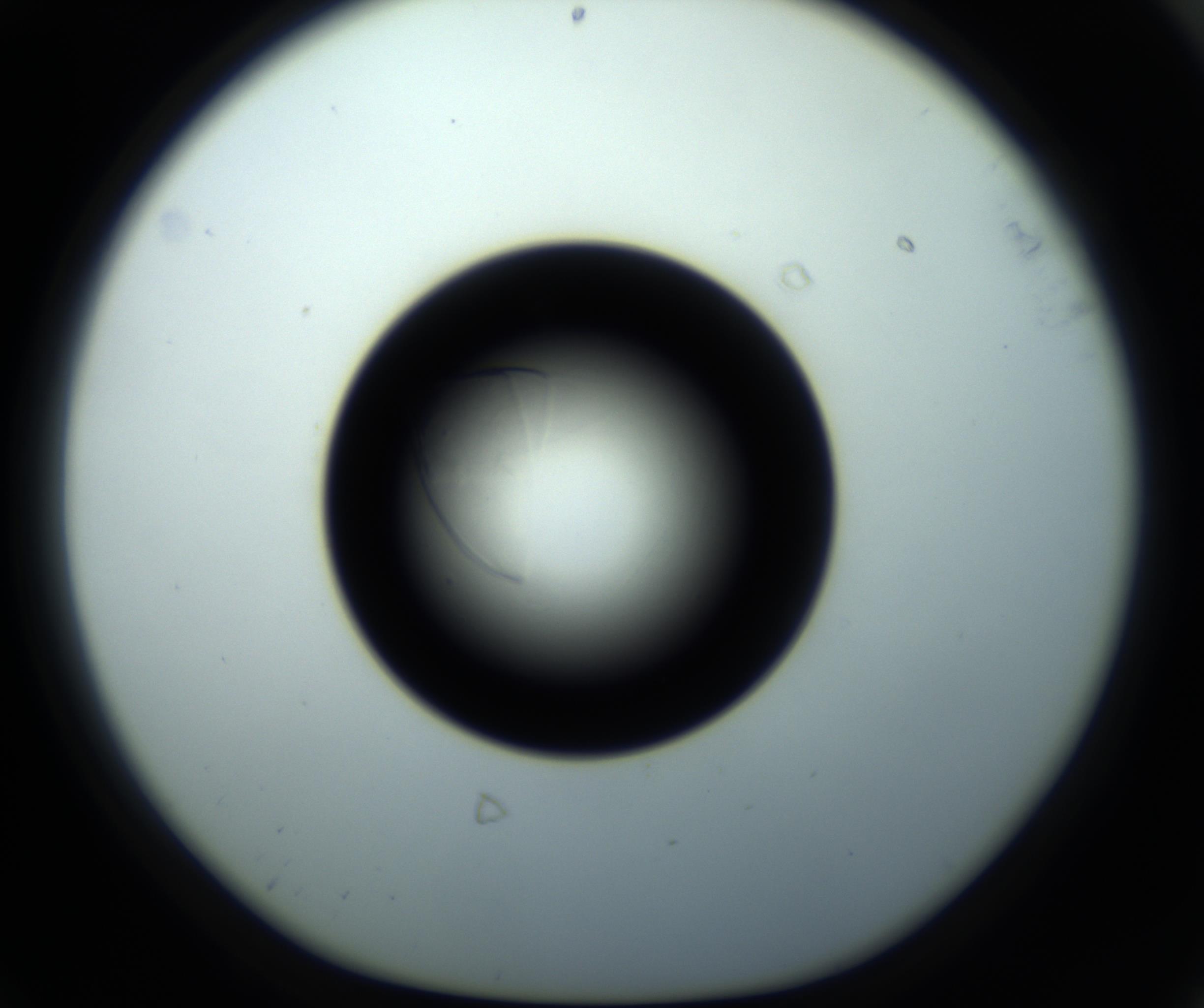 RI01_03_000_0212_Proj1_Clon1_MC_0000MC102716_008_161011_08_06_01_00_98_002_001_RAI.jpg