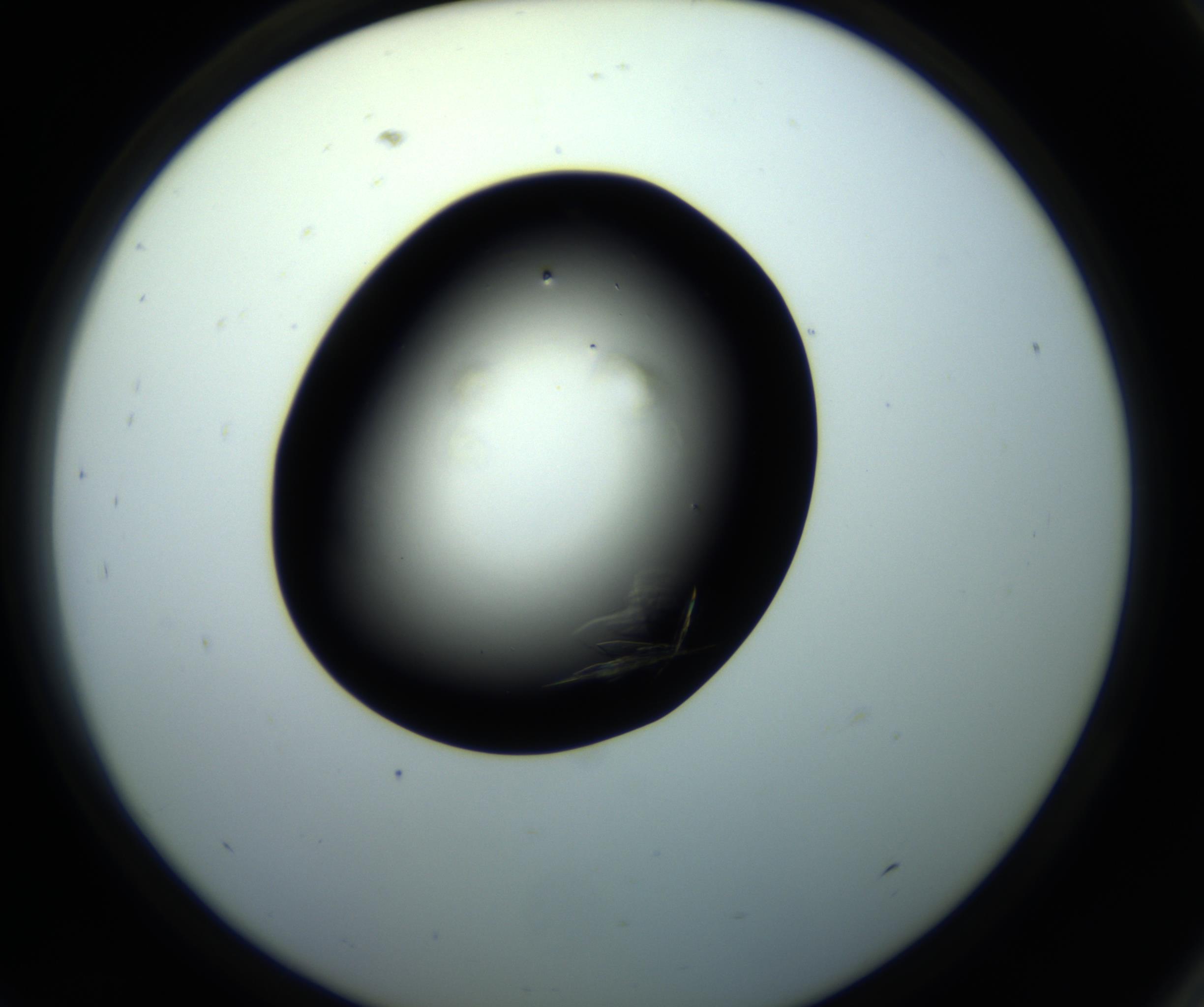 RI01_03_000_0212_Proj1_Clon1_MC_0000MC102716_008_161011_09_08_02_00_98_002_001_RAI.jpg