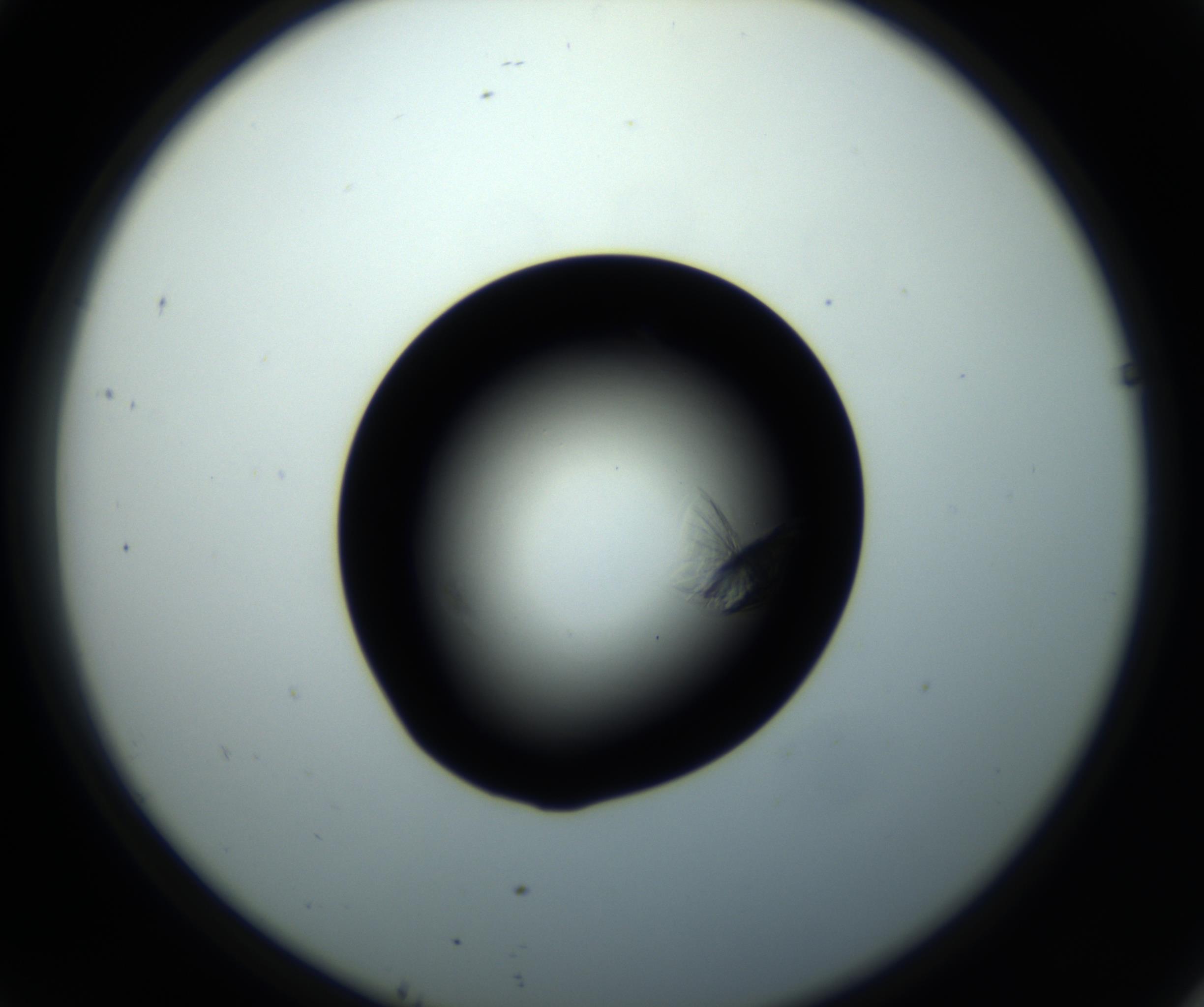 RI01_03_000_0212_Proj1_Clon1_MC_0000MC102716_008_161011_10_04_02_00_98_002_001_RAI.jpg