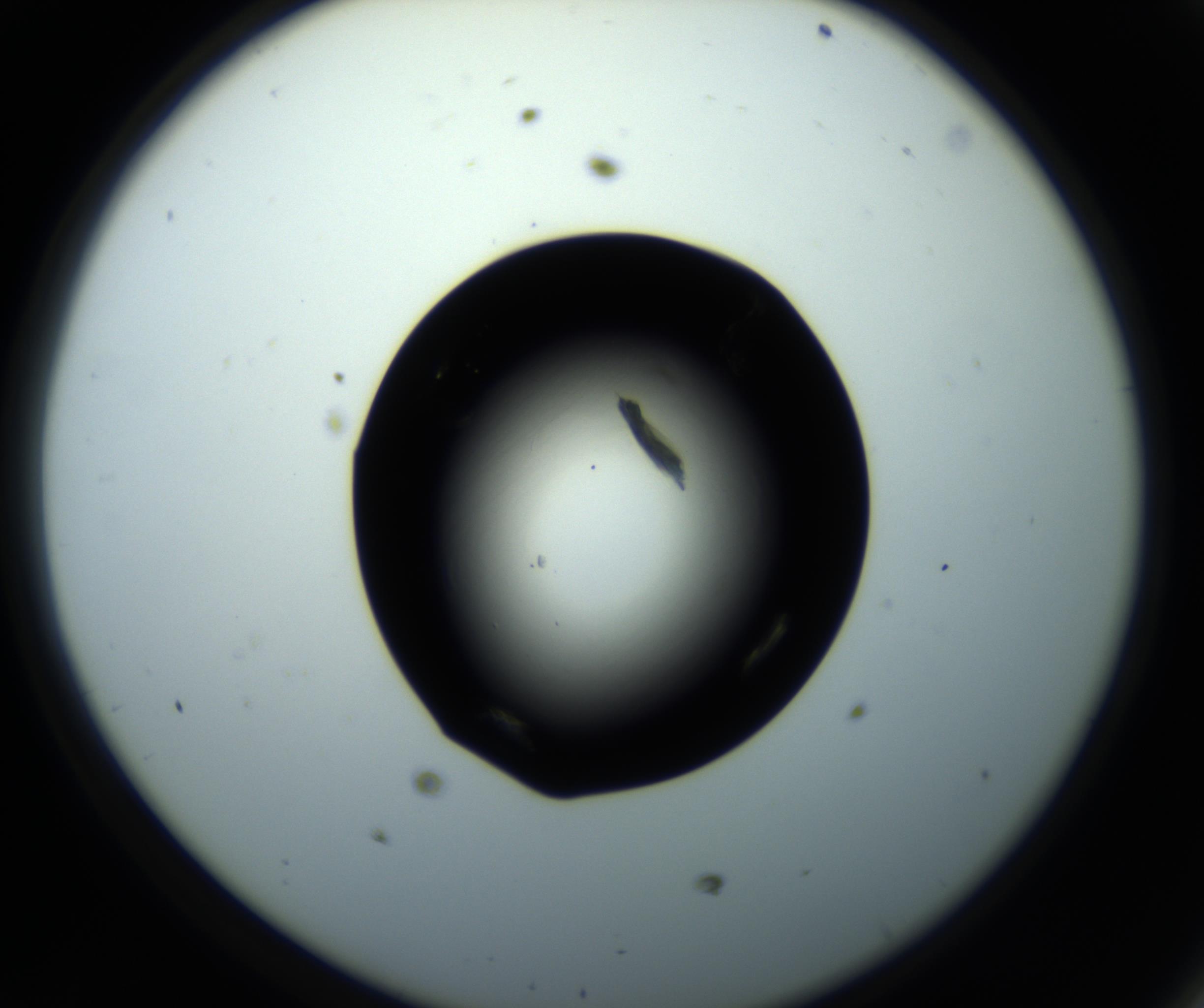 RI01_03_000_0212_Proj1_Clon1_MC_0000MC102716_008_161011_11_04_02_00_98_002_001_RAI.jpg