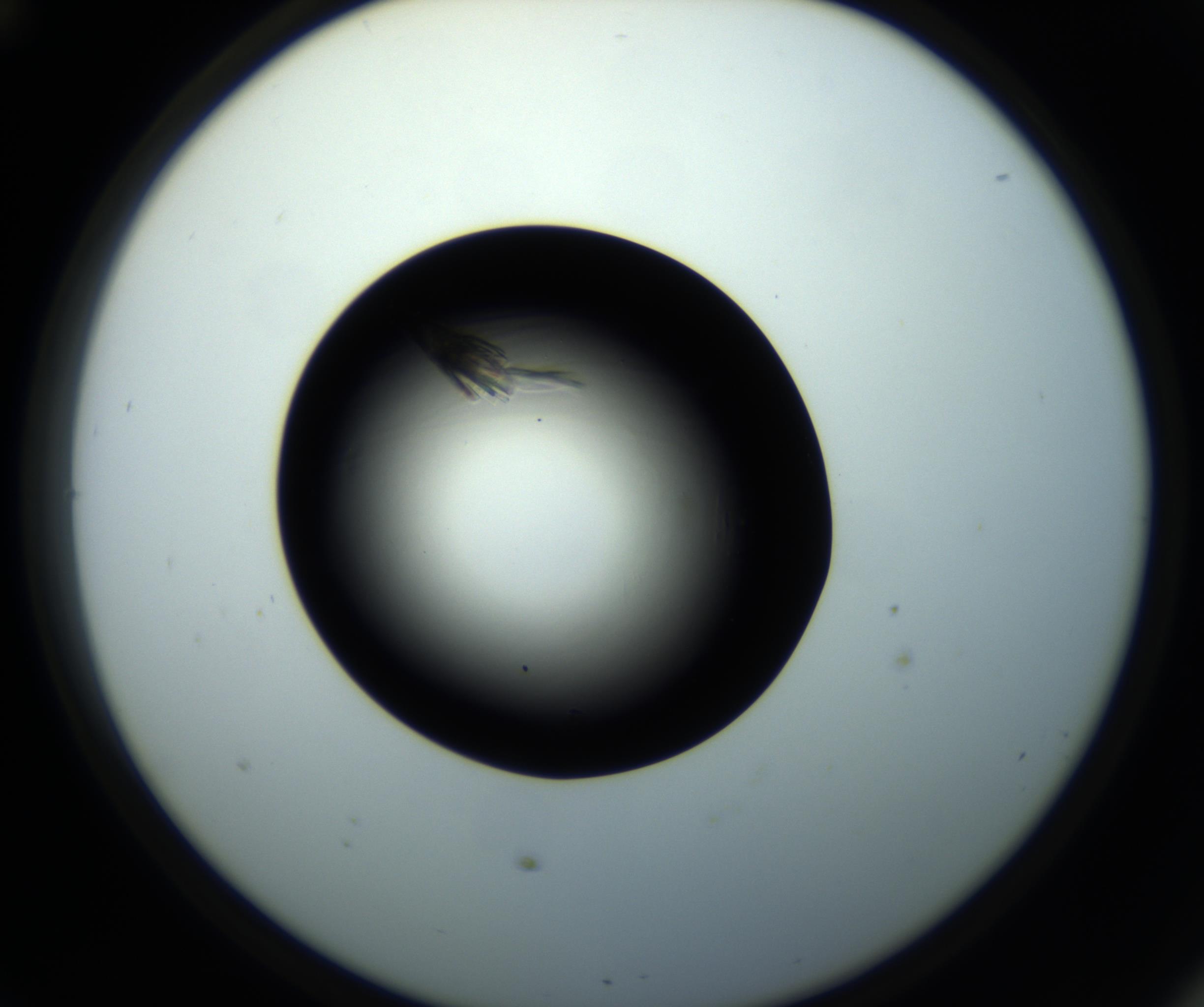 RI01_03_000_0212_Proj1_Clon1_MC_0000MC102716_008_161011_12_05_02_00_98_002_001_RAI.jpg