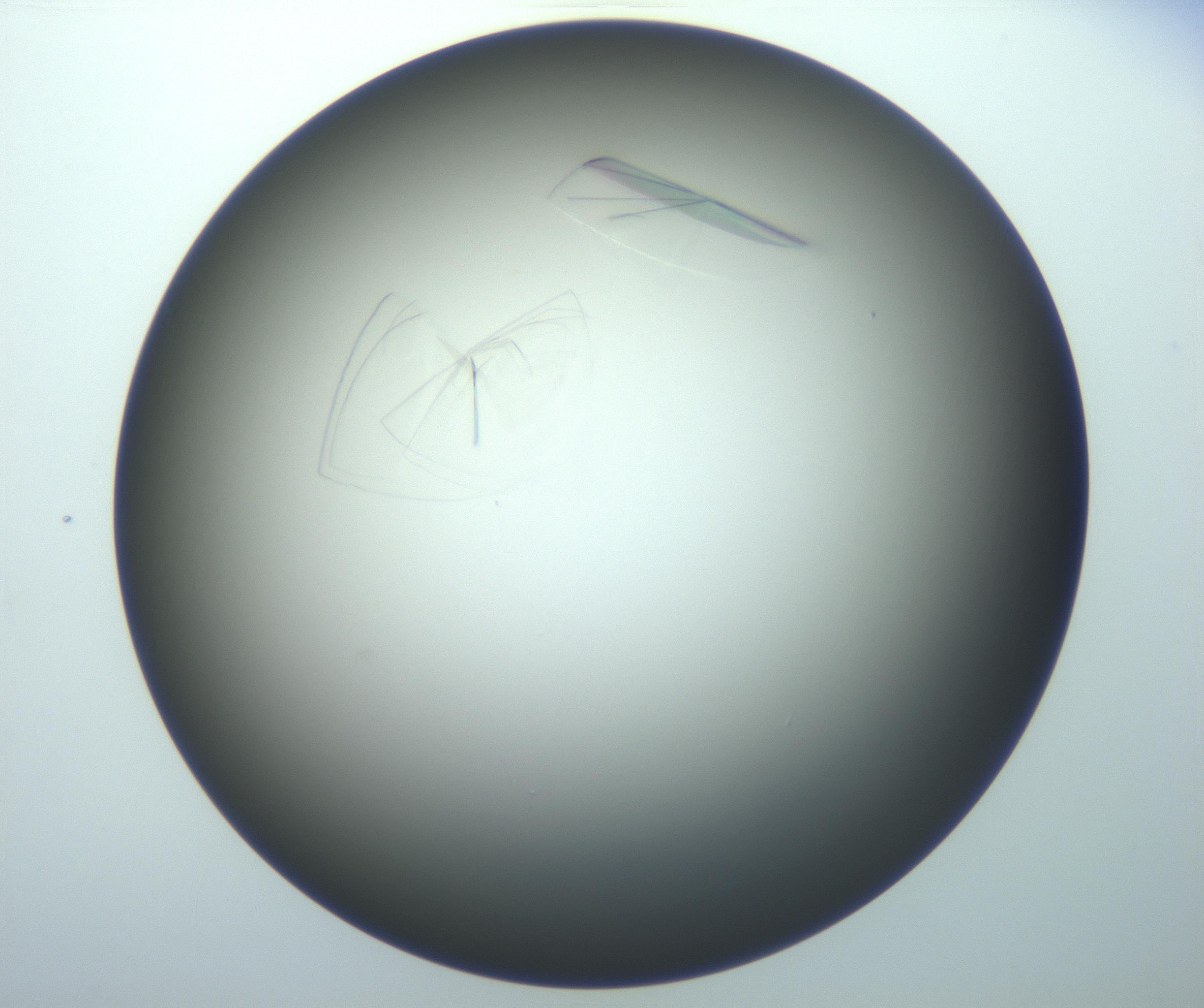 RI01_03_000_0212_Proj1_Clon1_MC_0000MC102716_014_161122_06_08_01_00_99_002_001_RAI.jpg