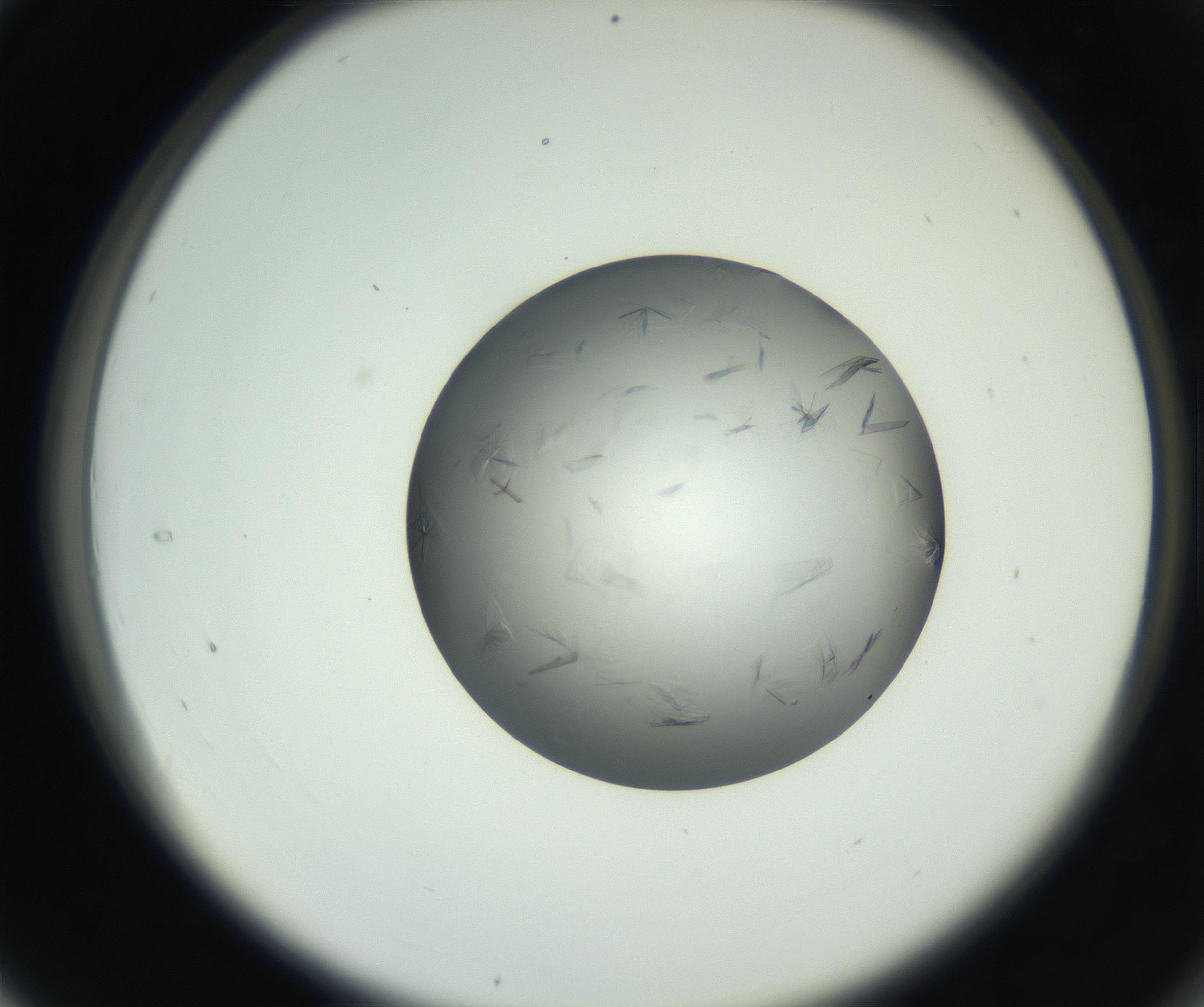 RI01_03_000_0212_Proj1_Clon1_MC_0000MC102717_002_160914_04_03_02_00_99_002_001_RAI.jpg