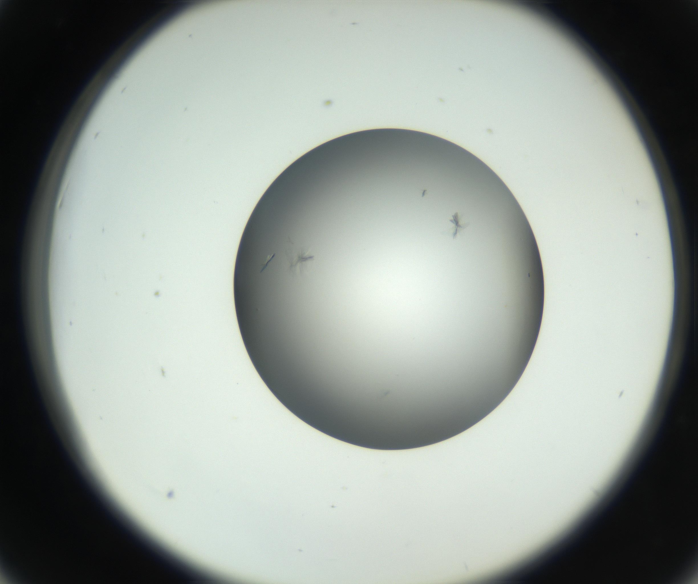RI01_03_000_0212_Proj1_Clon1_MC_0000MC102717_002_160914_06_04_02_00_99_002_001_RAI.jpg