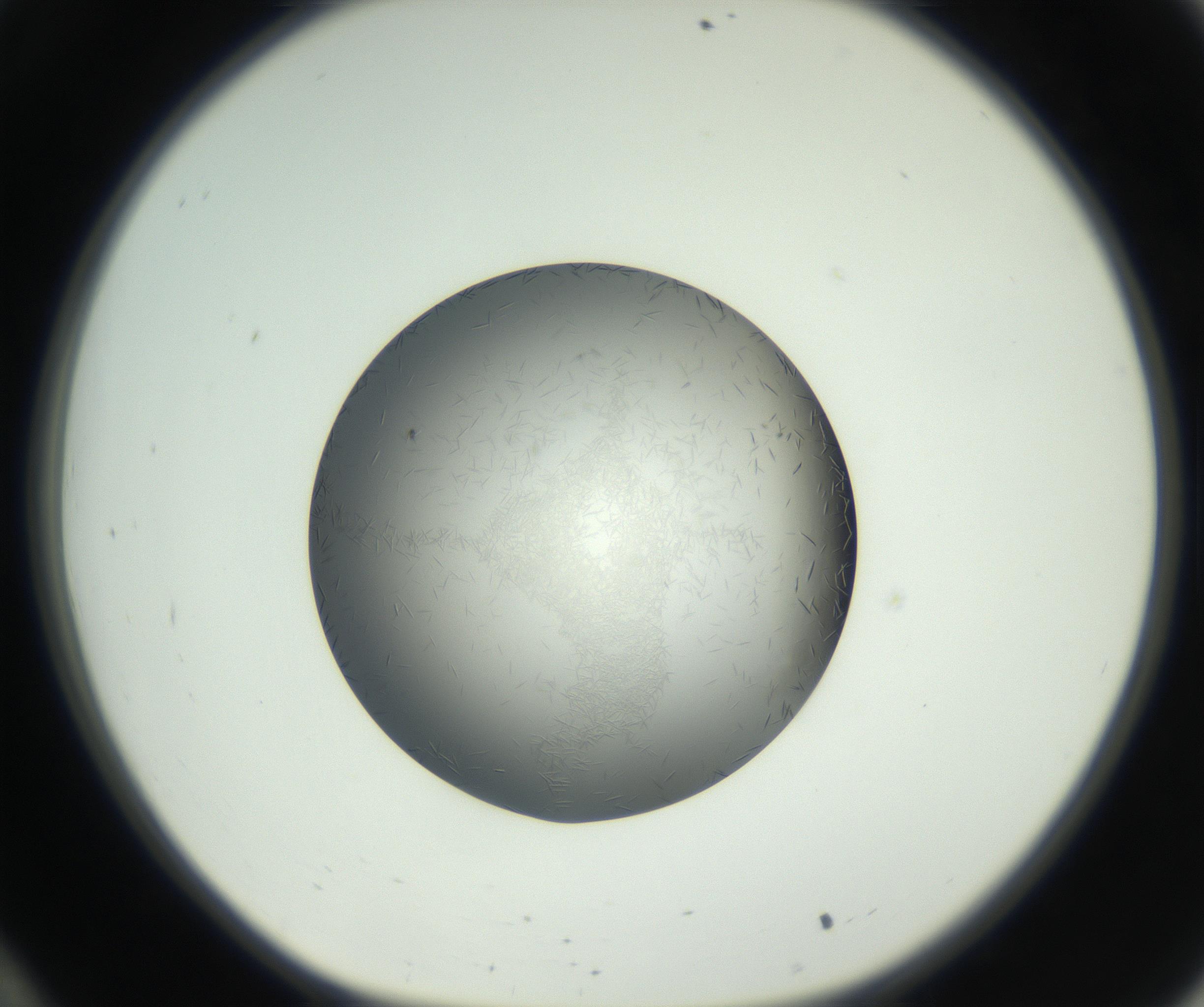 RI01_03_000_0212_Proj1_Clon1_MC_0000MC102717_002_160914_10_03_01_00_99_002_001_RAI.jpg