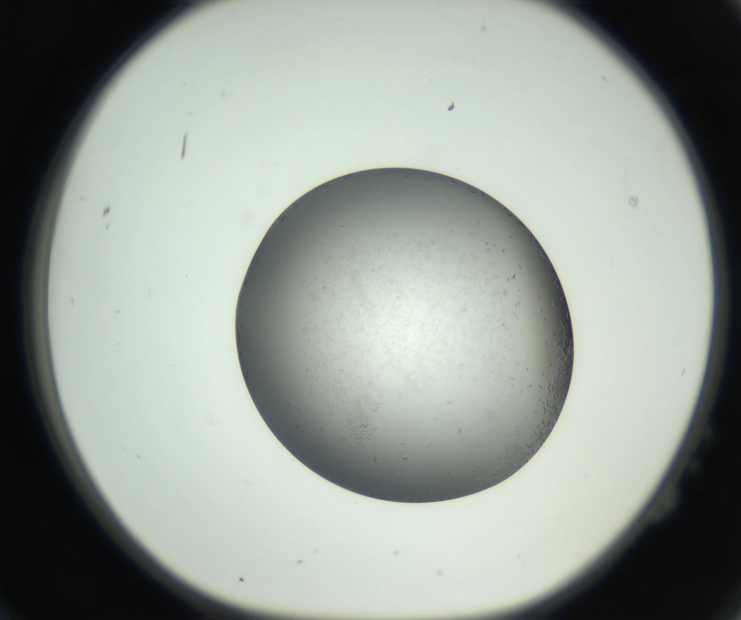 RI01_03_000_0212_Proj1_Clon1_MC_0000MC102717_003_160916_02_02_01_00_99_002_001_RAI.jpg
