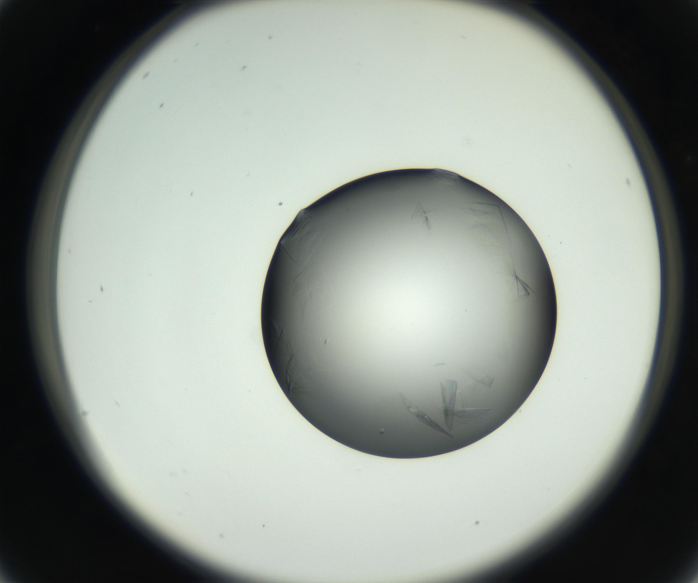 RI01_03_000_0212_Proj1_Clon1_MC_0000MC102717_003_160916_04_02_02_00_99_002_001_RAI.jpg