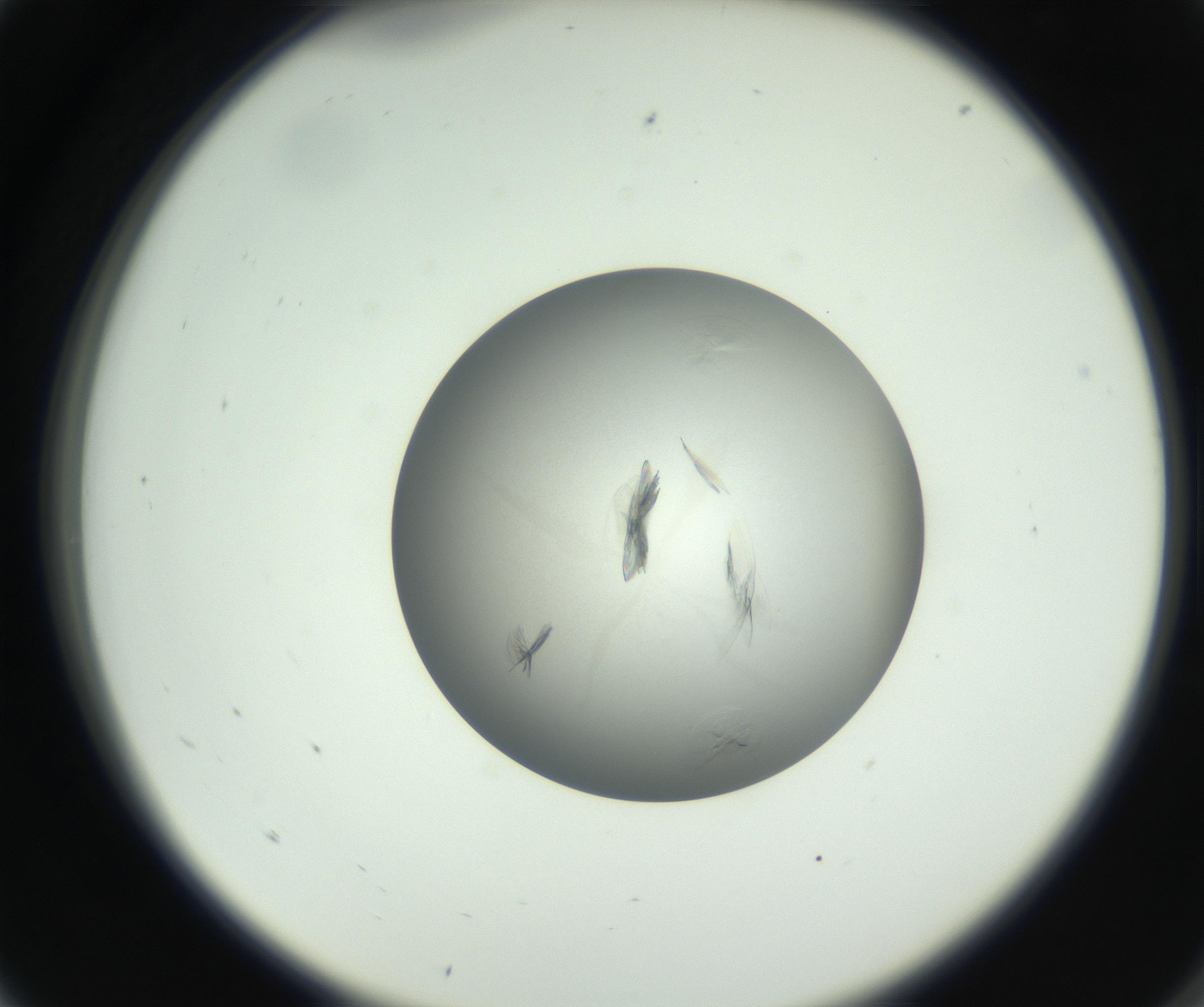 RI01_03_000_0212_Proj1_Clon1_MC_0000MC102717_003_160916_05_01_02_00_99_002_001_RAI.jpg