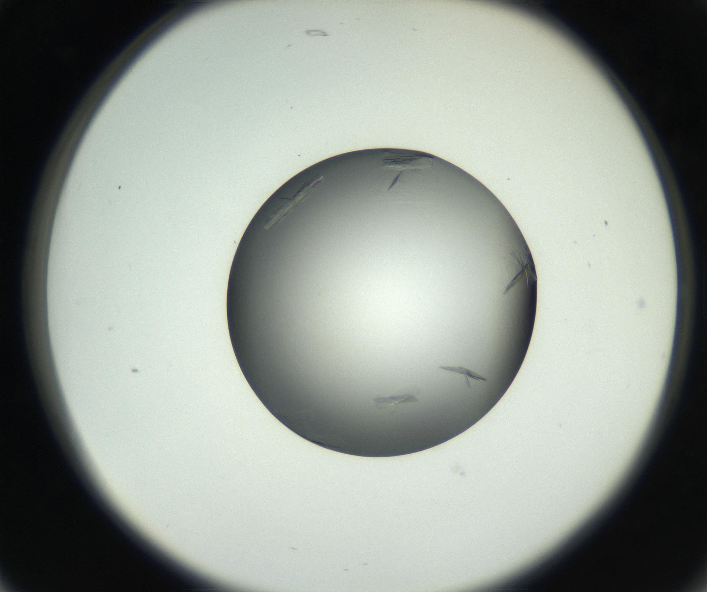 RI01_03_000_0212_Proj1_Clon1_MC_0000MC102717_003_160916_05_02_02_00_99_002_001_RAI.jpg