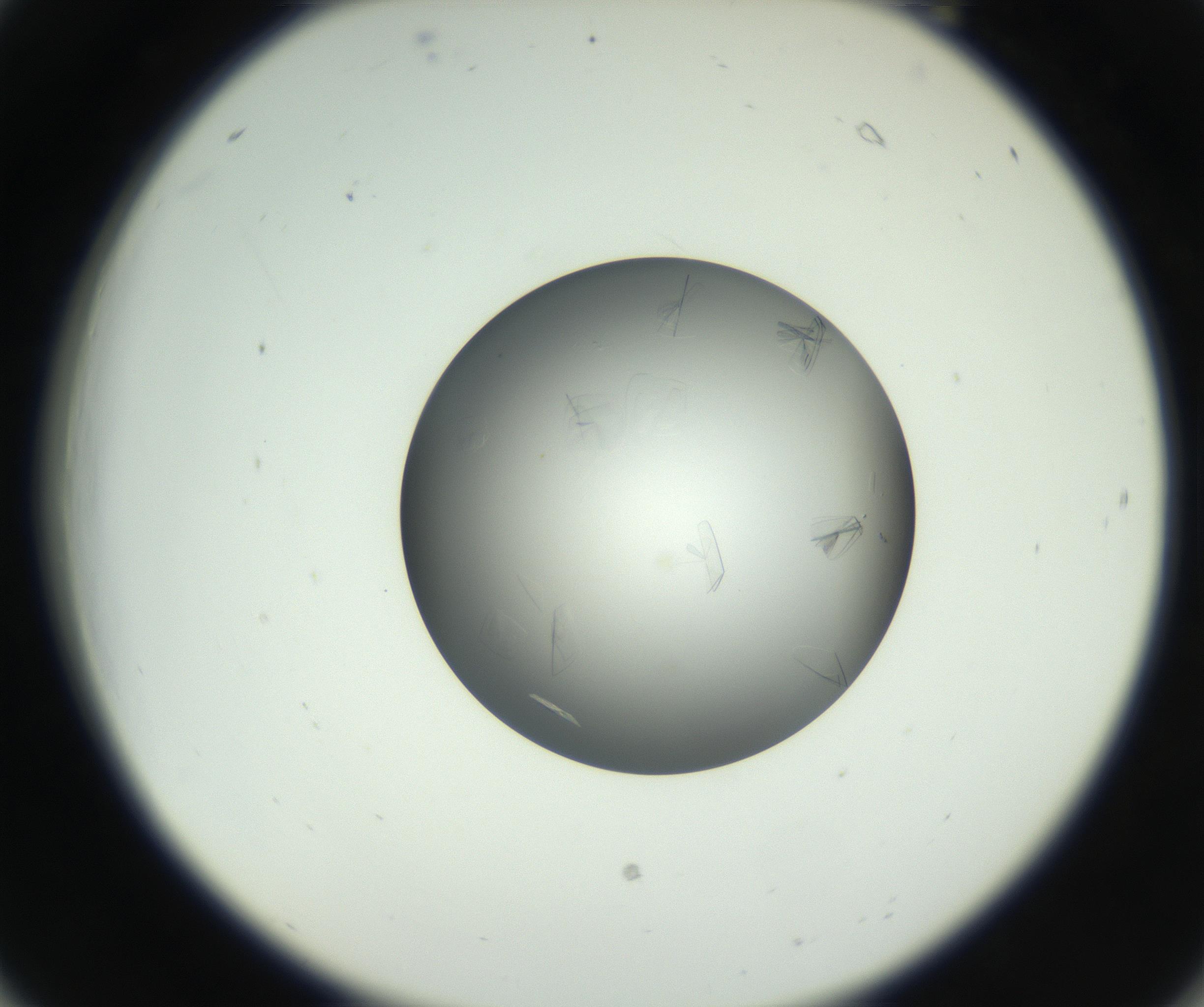 RI01_03_000_0212_Proj1_Clon1_MC_0000MC102717_003_160916_06_02_02_00_99_002_001_RAI.jpg