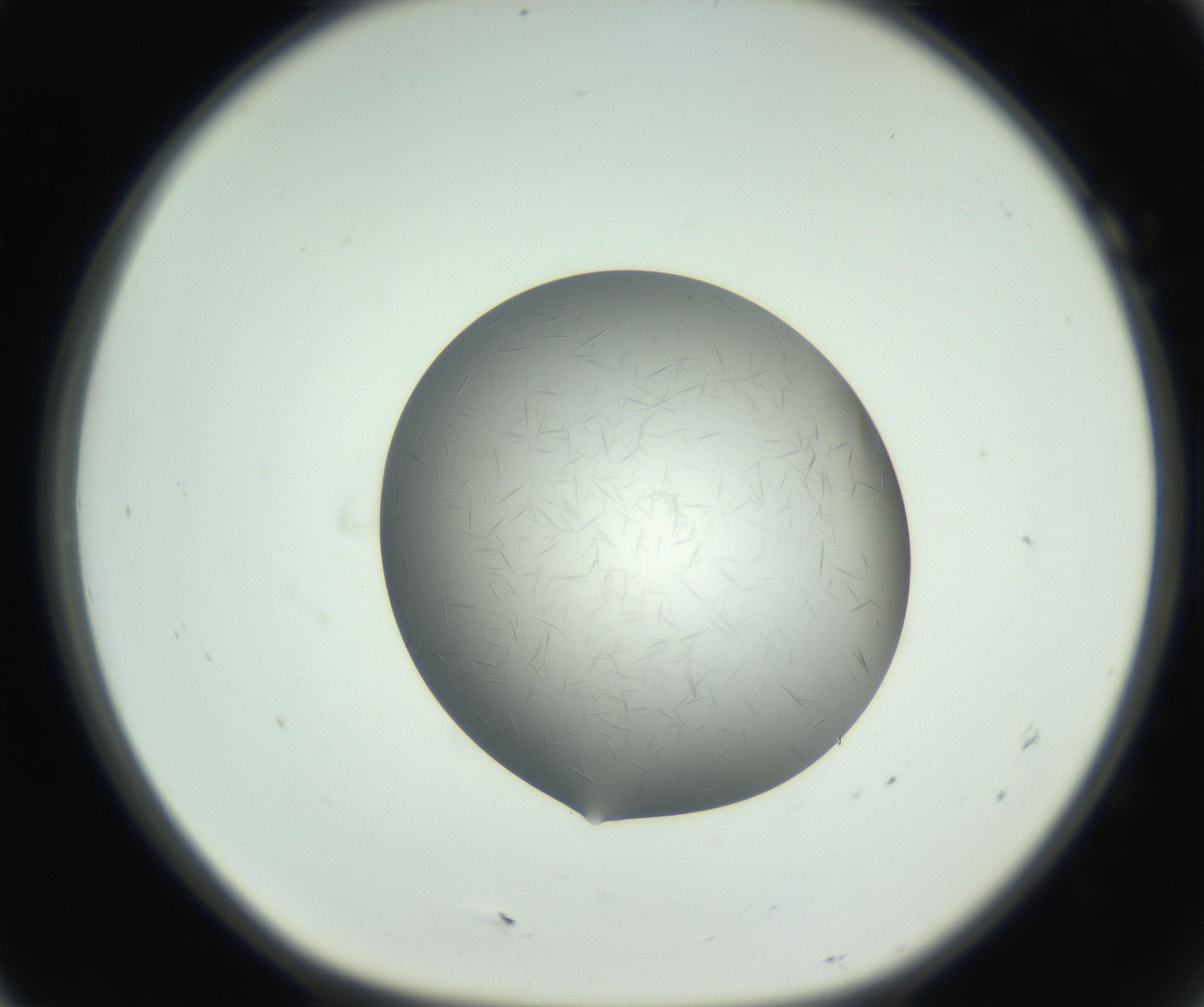 RI01_03_000_0212_Proj1_Clon1_MC_0000MC102717_003_160916_07_01_01_00_99_002_001_RAI.jpg