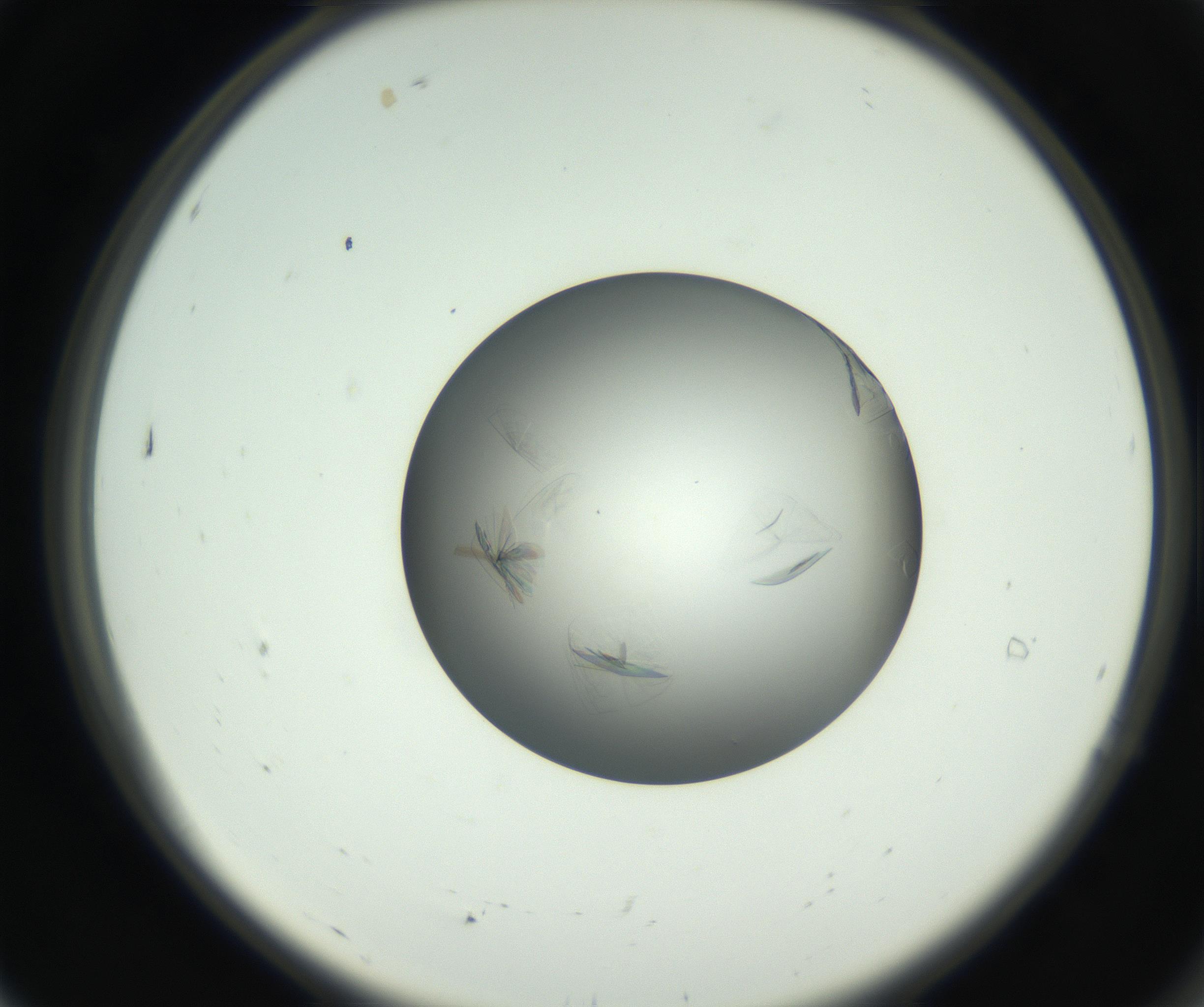 RI01_03_000_0212_Proj1_Clon1_MC_0000MC102717_003_160916_07_01_02_00_99_002_001_RAI.jpg