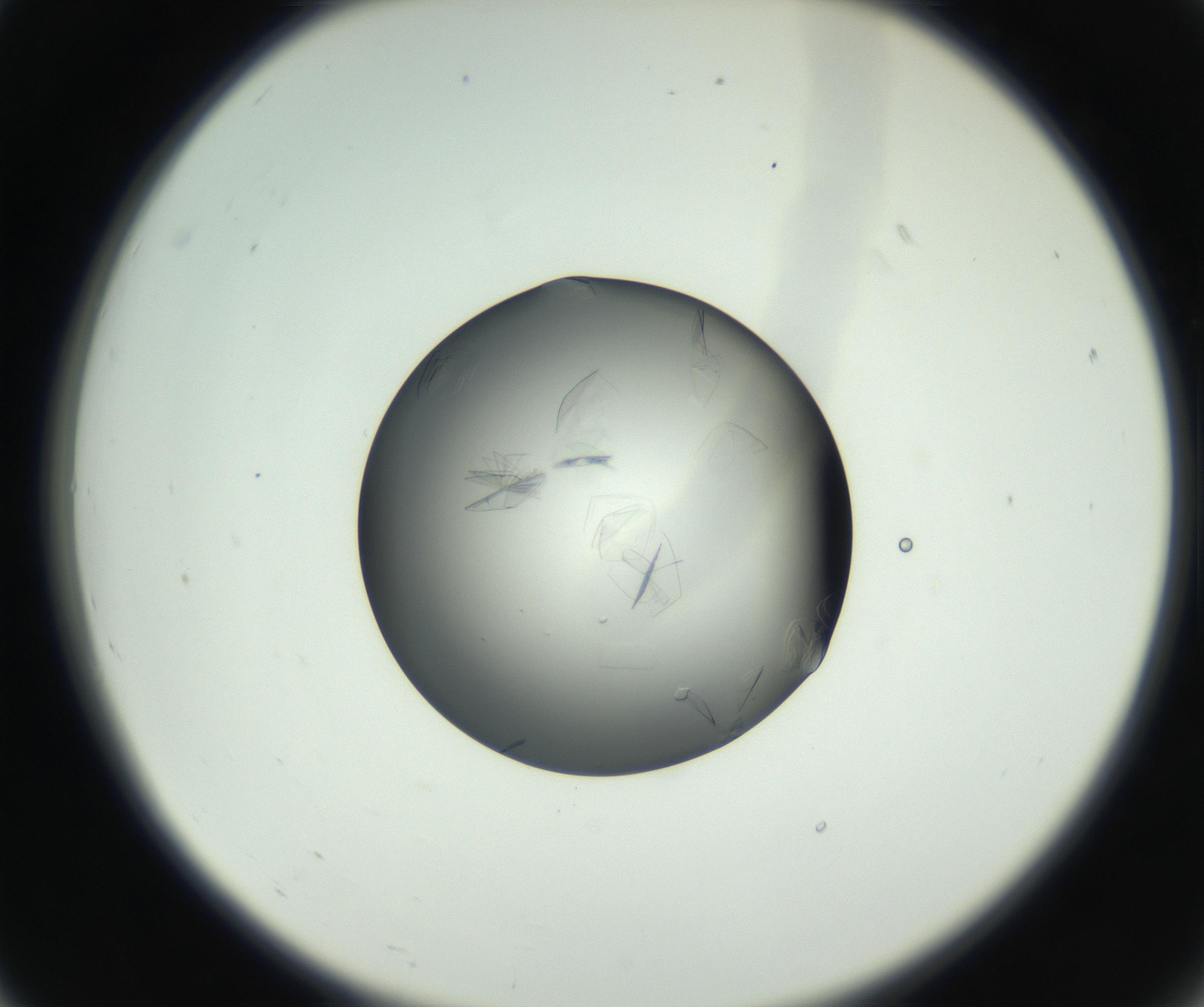 RI01_03_000_0212_Proj1_Clon1_MC_0000MC102717_003_160916_07_02_02_00_99_002_001_RAI.jpg