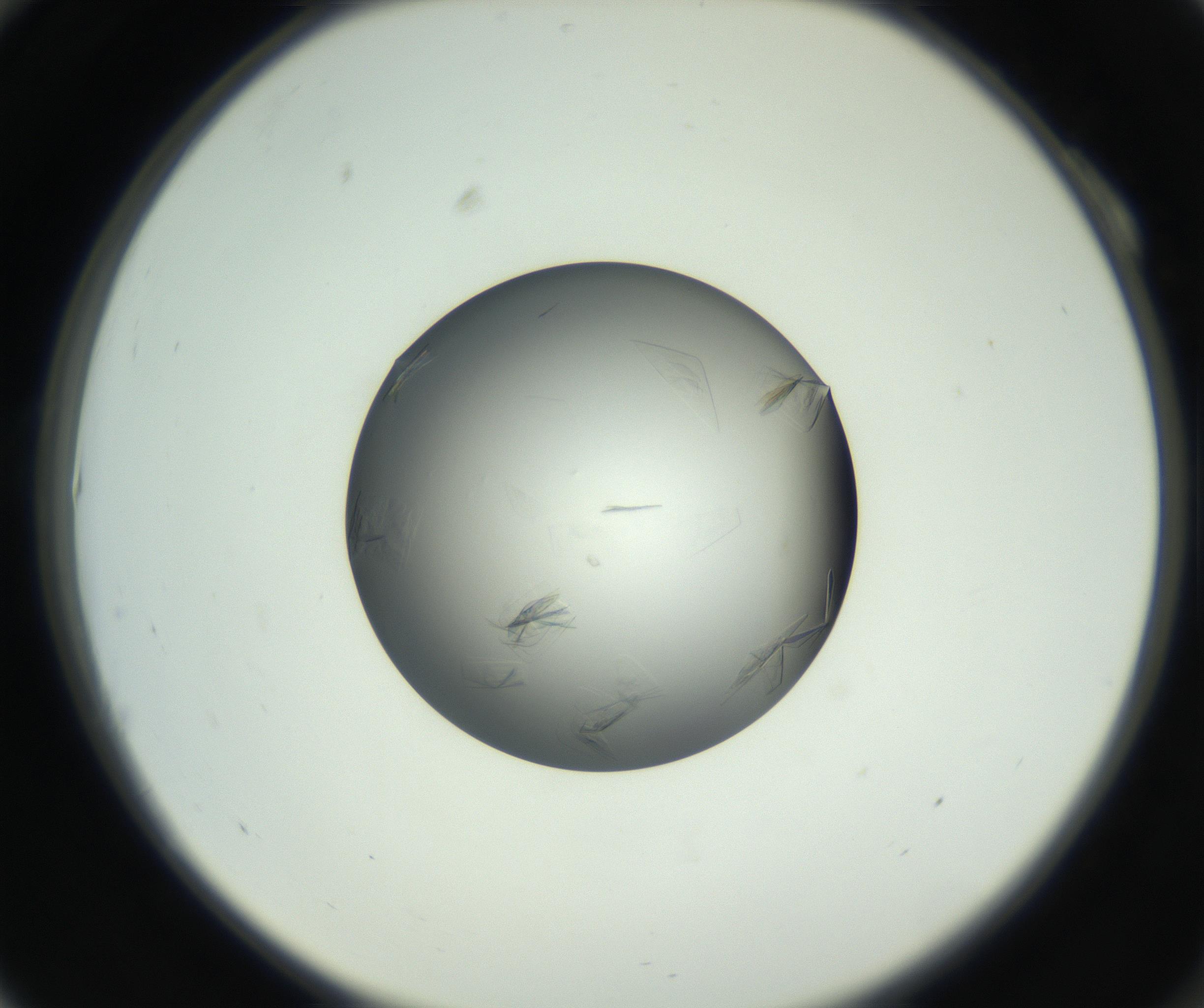 RI01_03_000_0212_Proj1_Clon1_MC_0000MC102717_003_160916_10_01_02_00_99_002_001_RAI.jpg