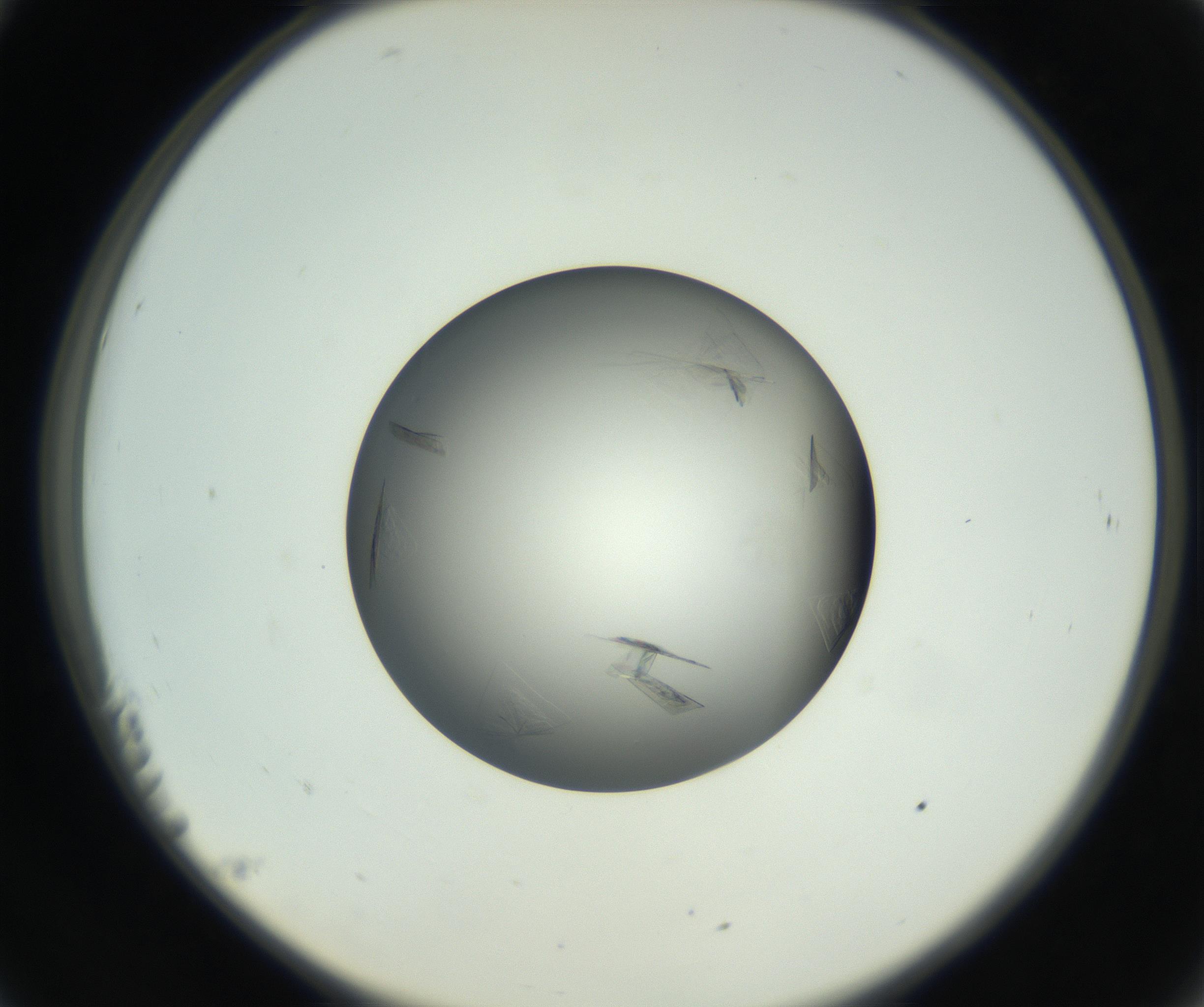 RI01_03_000_0212_Proj1_Clon1_MC_0000MC102717_003_160916_11_02_02_00_99_002_001_RAI.jpg
