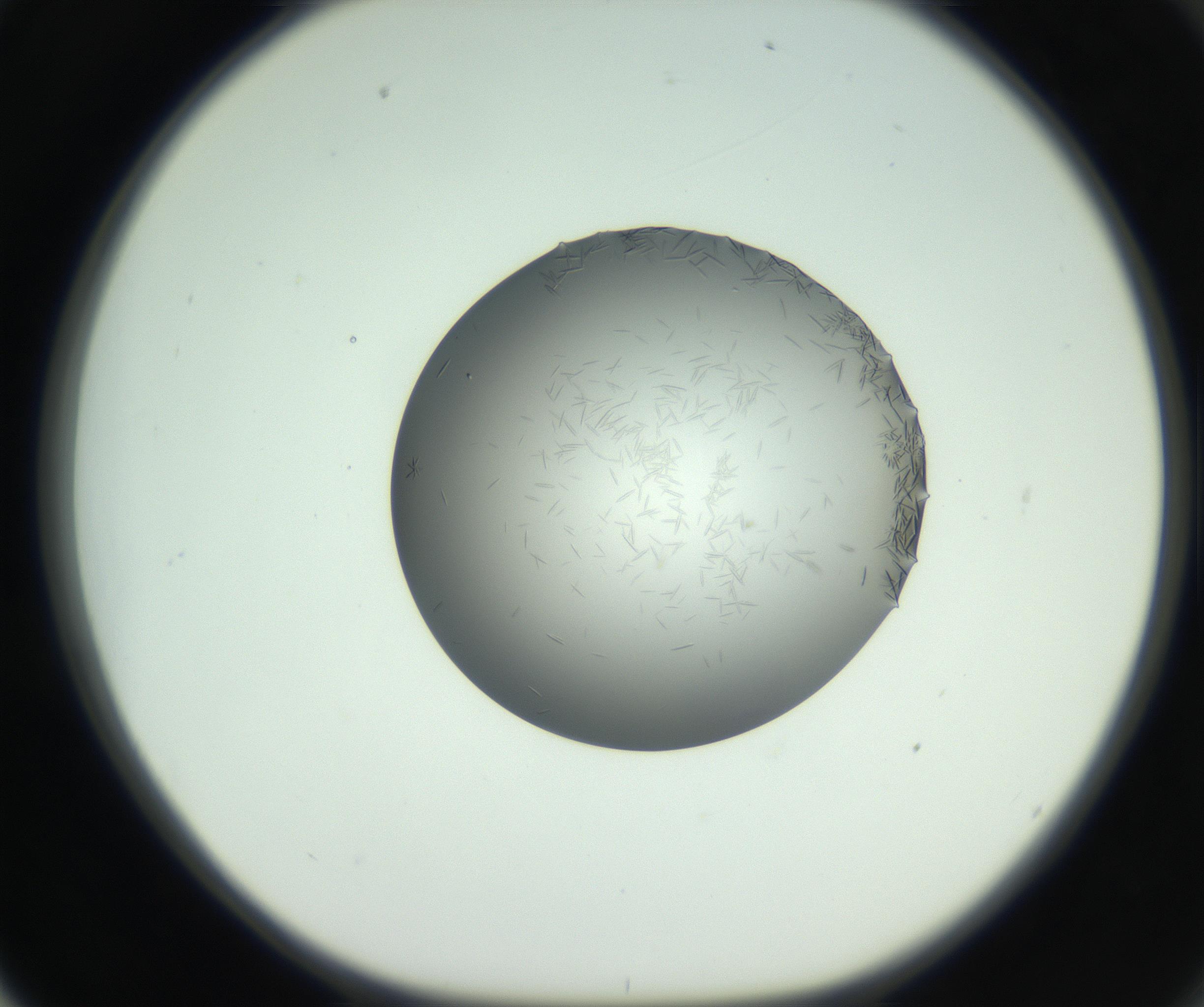 RI01_03_000_0212_Proj1_Clon1_MC_0000MC102717_006_161004_02_06_01_00_99_002_001_RAI.jpg