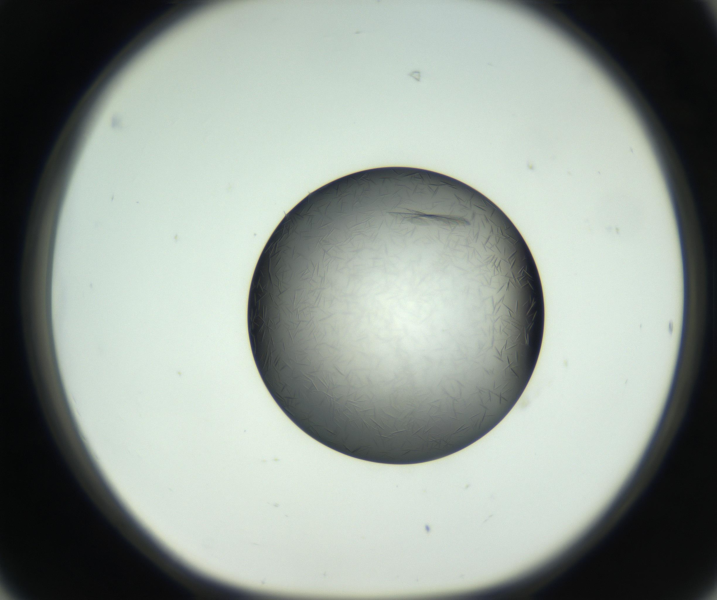 RI01_03_000_0212_Proj1_Clon1_MC_0000MC102717_006_161004_06_04_01_00_99_002_001_RAI.jpg