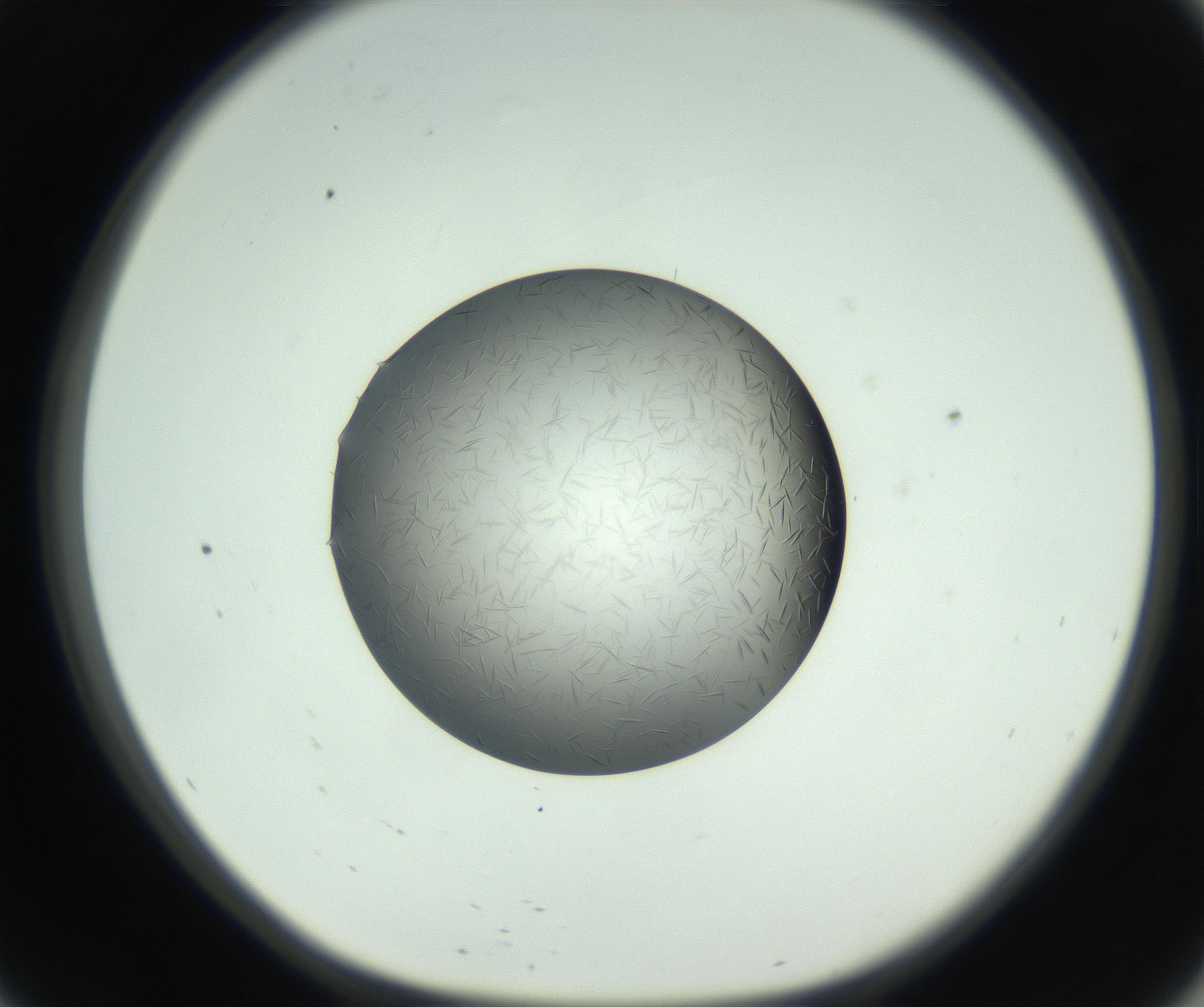 RI01_03_000_0212_Proj1_Clon1_MC_0000MC102717_006_161004_09_05_01_00_99_002_001_RAI.jpg