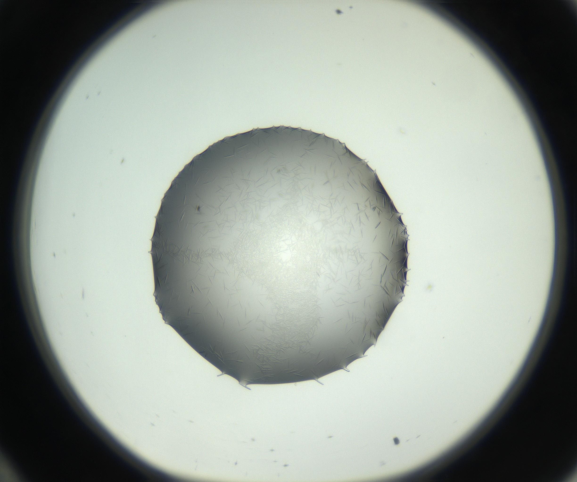 RI01_03_000_0212_Proj1_Clon1_MC_0000MC102717_006_161004_10_03_01_00_99_002_001_RAI.jpg