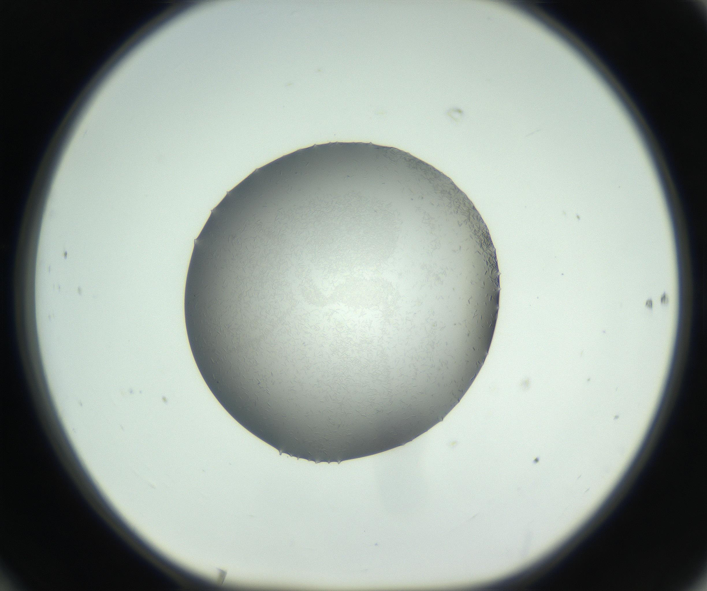 RI01_03_000_0212_Proj1_Clon1_MC_0000MC102717_006_161004_10_06_01_00_99_002_001_RAI.jpg