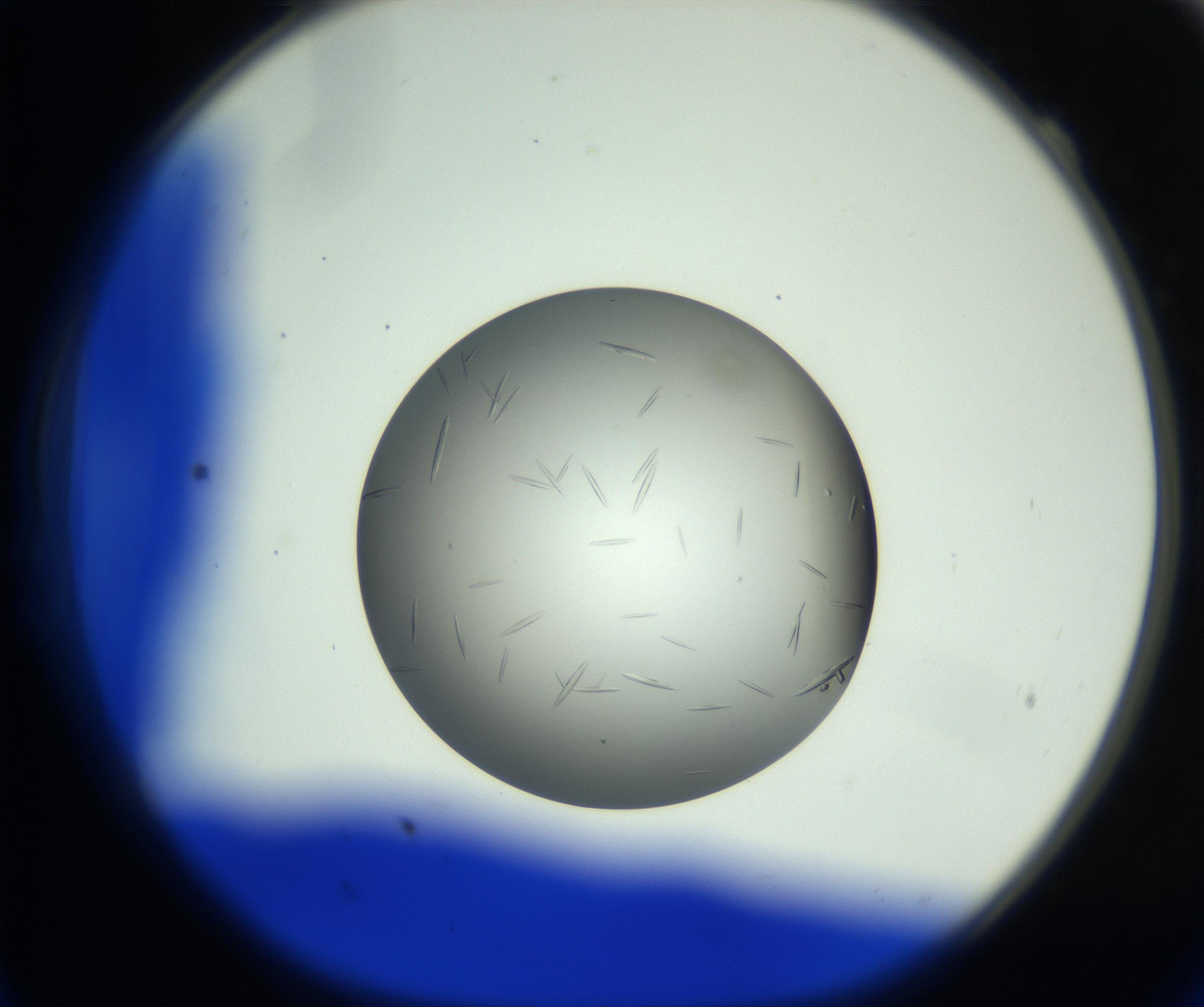 RI01_03_000_0212_Proj1_Clon1_MC_0000MC102717_006_161004_11_02_01_00_99_002_001_RAI.jpg