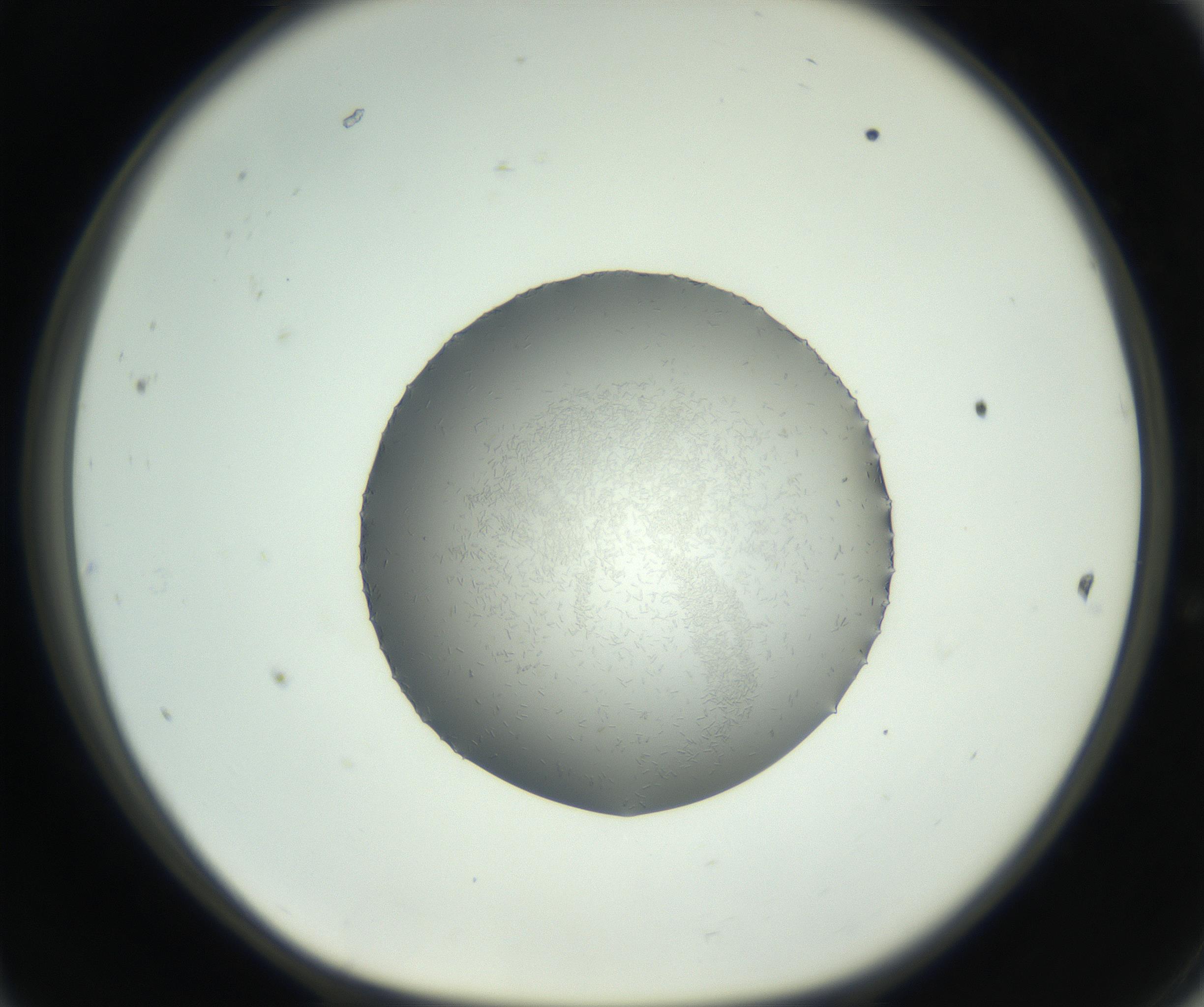 RI01_03_000_0212_Proj1_Clon1_MC_0000MC102717_006_161004_11_04_01_00_99_002_001_RAI.jpg