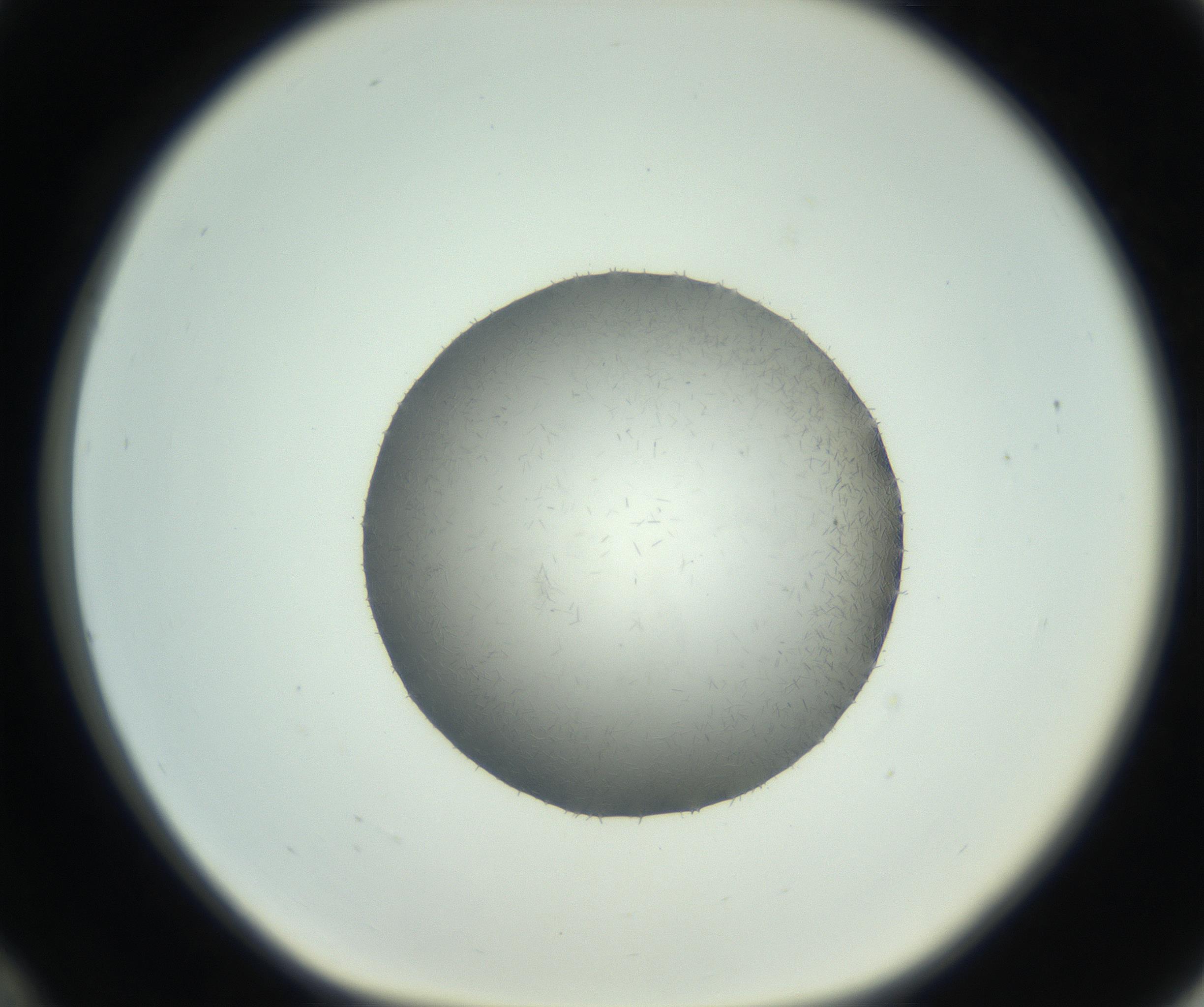 RI01_03_000_0212_Proj1_Clon1_MC_0000MC102717_006_161004_12_03_01_00_99_002_001_RAI.jpg