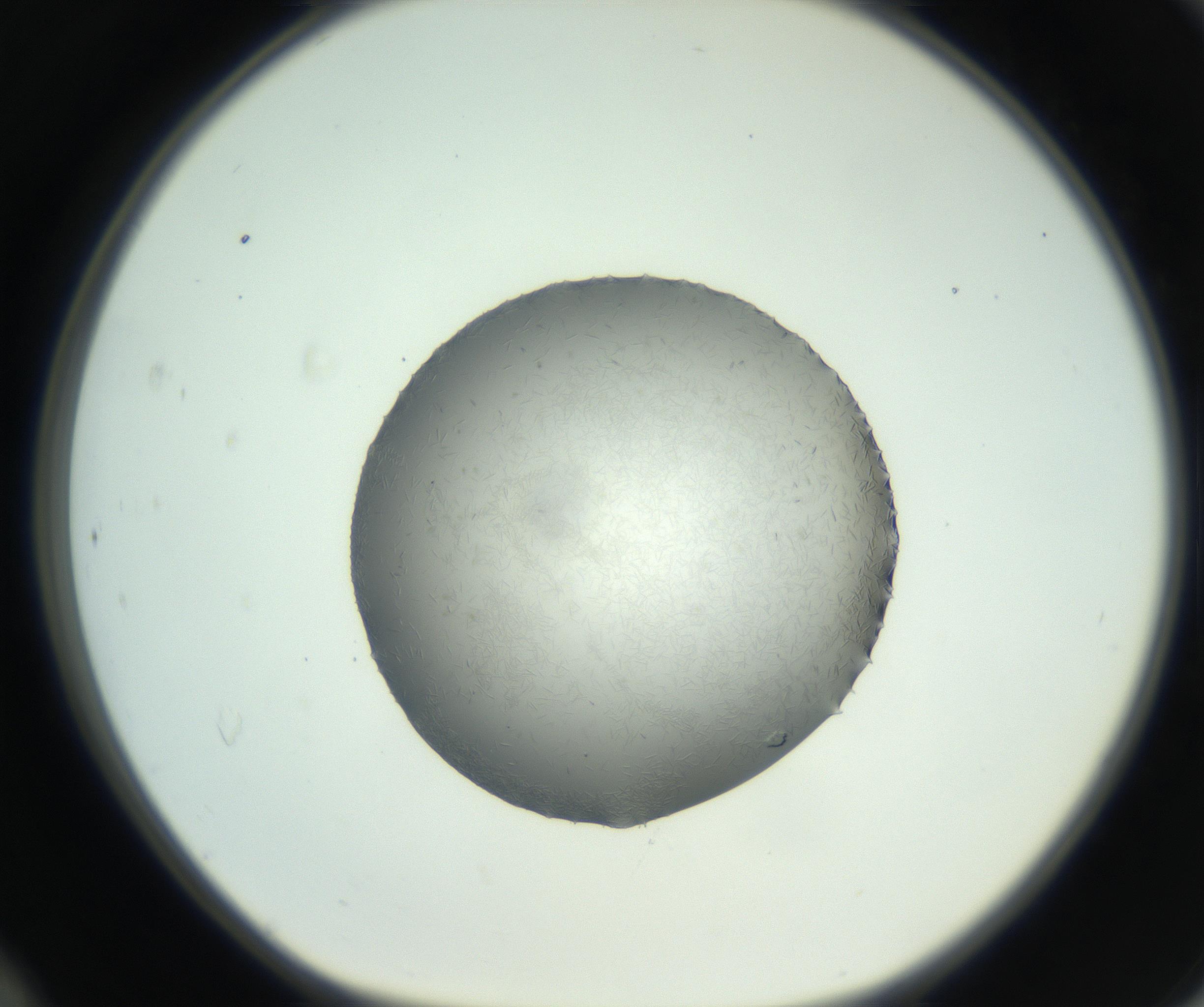 RI01_03_000_0212_Proj1_Clon1_MC_0000MC102717_006_161004_12_04_01_00_99_002_001_RAI.jpg