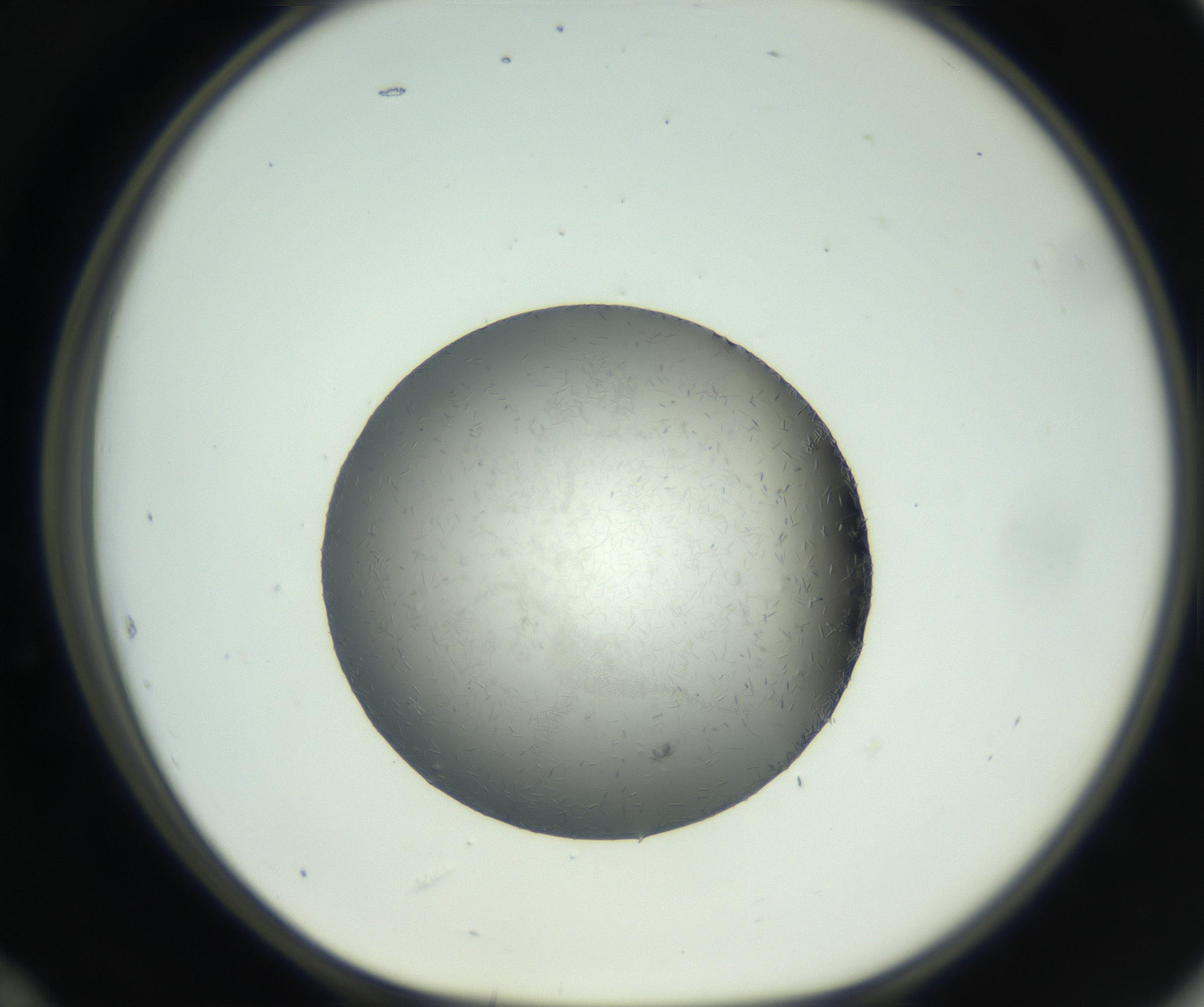 RI01_03_000_0212_Proj1_Clon1_MC_0000MC102717_006_161004_12_05_01_00_99_002_001_RAI.jpg