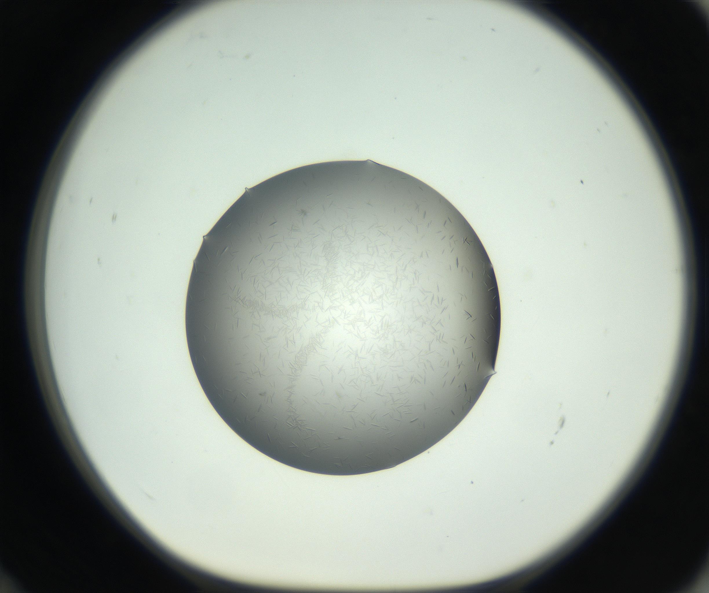 RI01_03_000_0212_Proj1_Clon1_MC_0000MC102717_006_161004_12_06_01_00_99_002_001_RAI.jpg