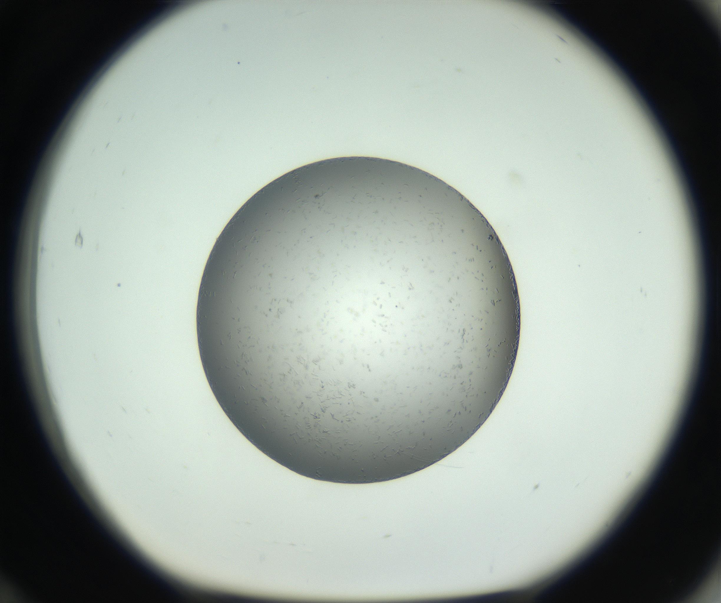 RI01_03_000_0212_Proj1_Clon1_MC_0000MC102717_006_161004_12_07_01_00_99_002_001_RAI.jpg